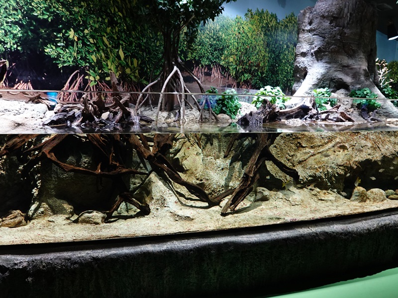 Singapore's Coast: Silver moony and cardinalfish tank