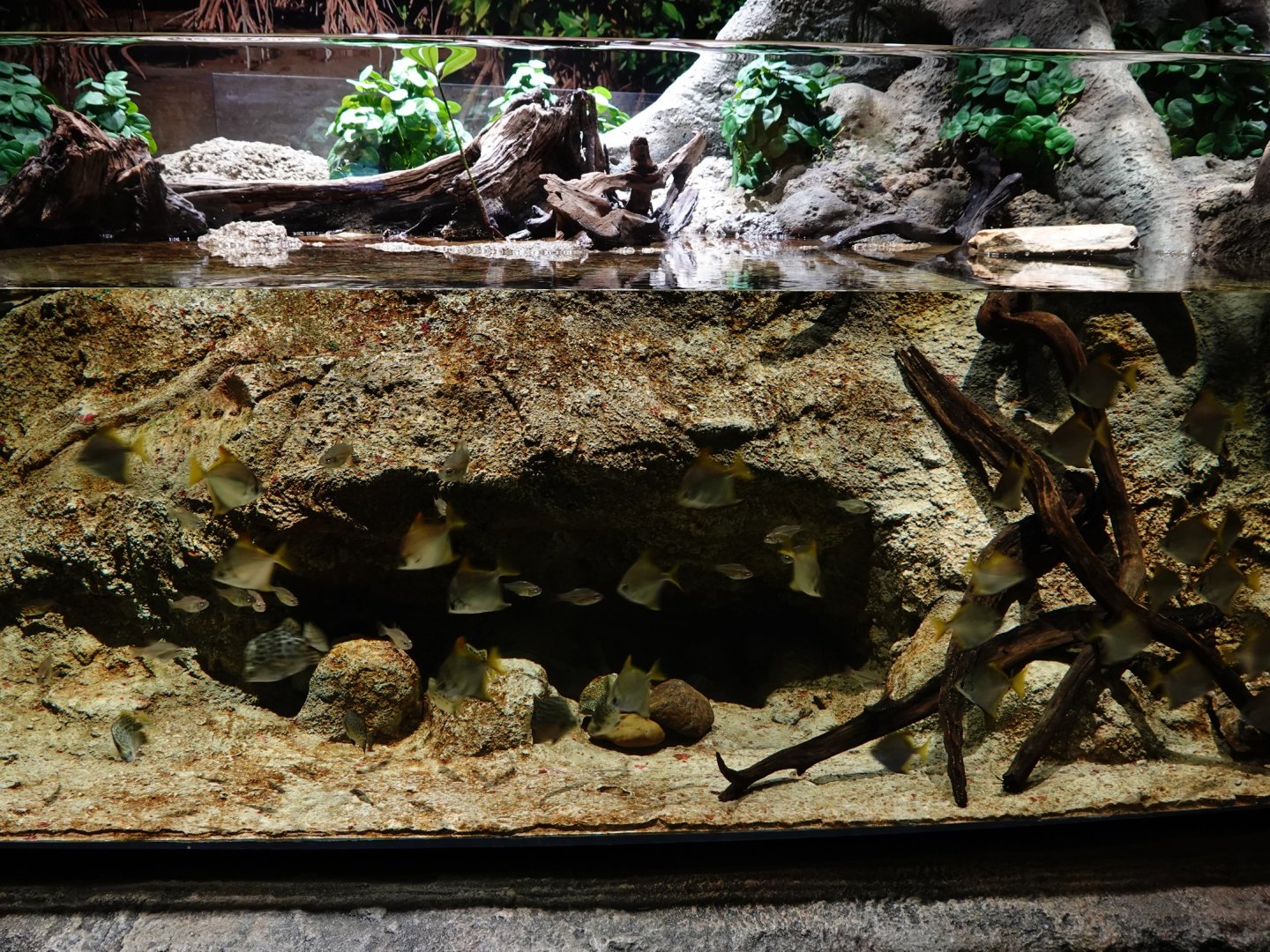 Singapore's Coast: Silver moony and cardinalfish tank