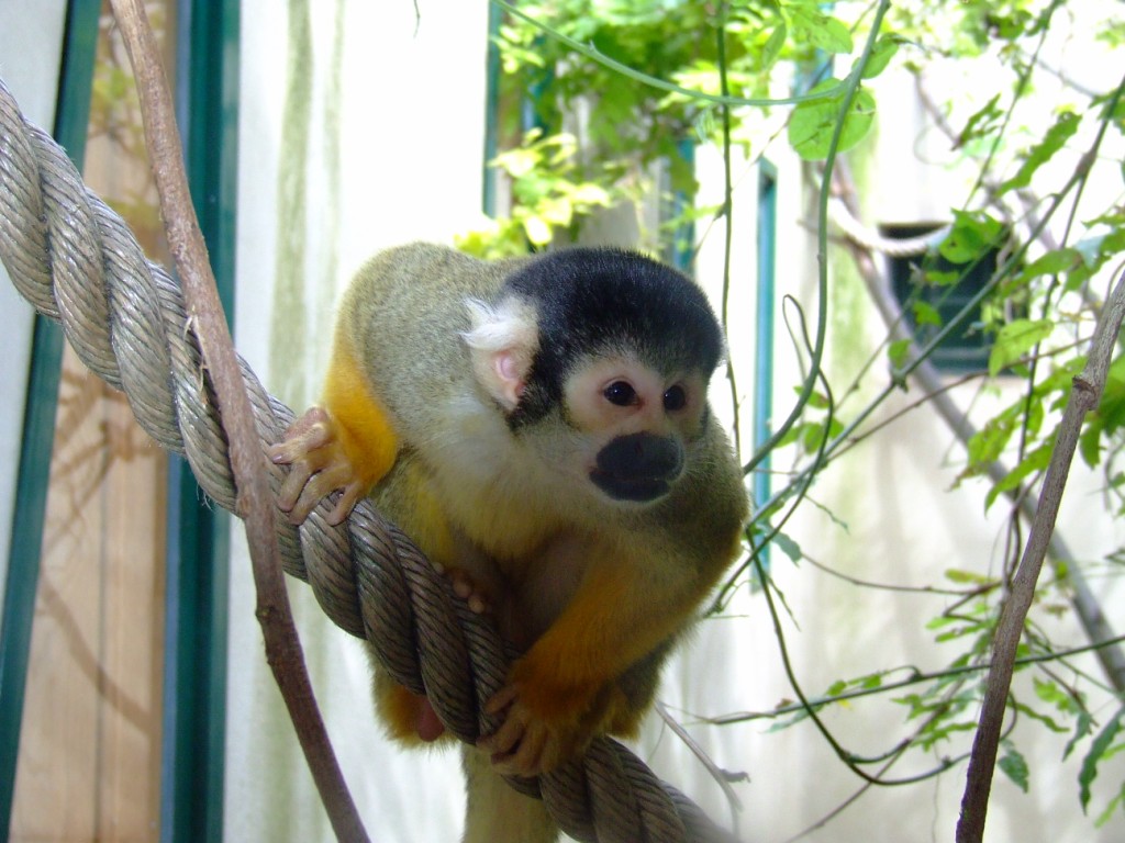 Singe écureuil de Bolivie (saimiri boliviensis)