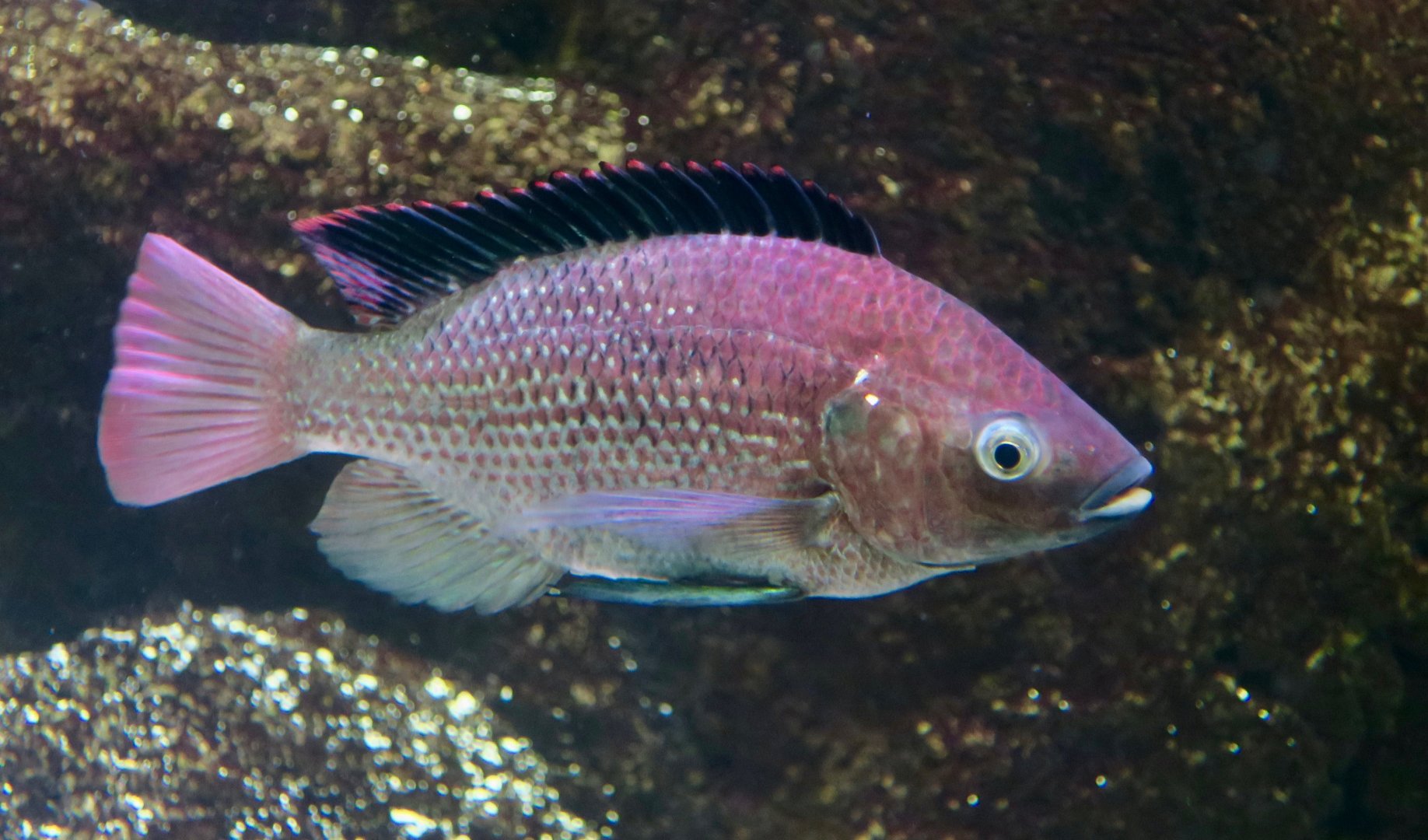Singida Tilapia (Oreochromis esculentus)