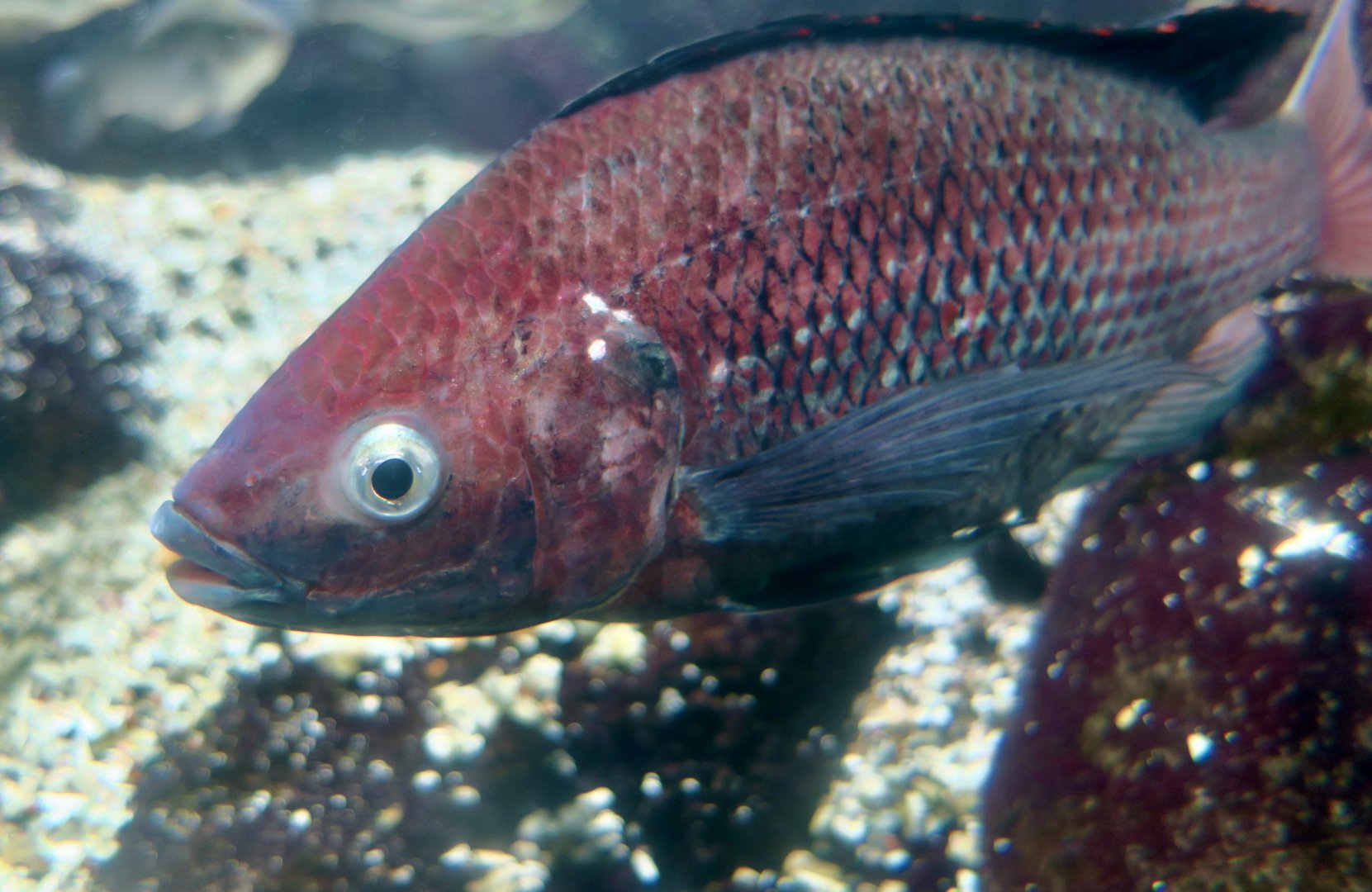 Singida Tilapia (Oreochromis esculentus)