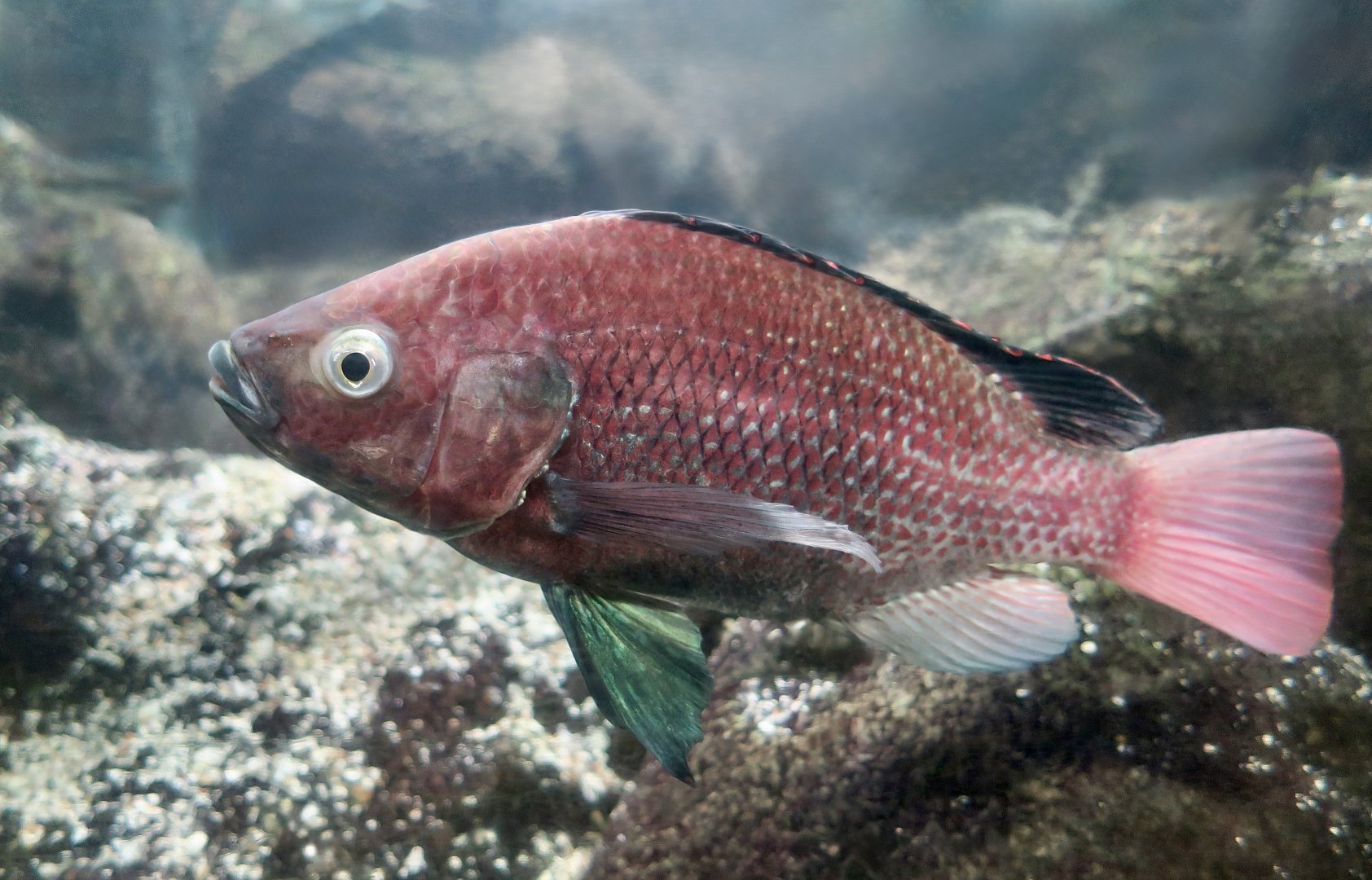 Singida Tilapia (Oreochromis esculentus)