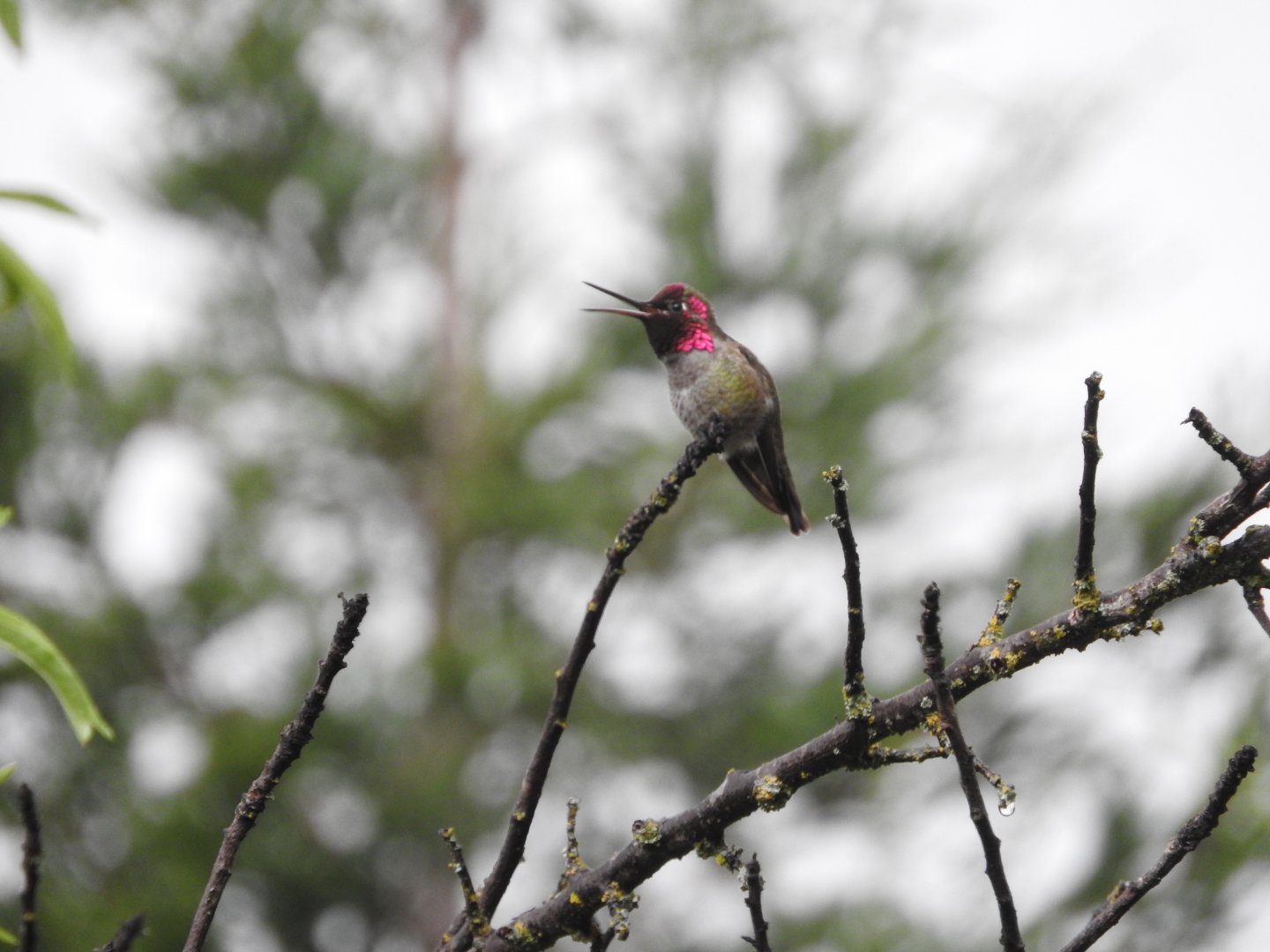 Singing Anna's Hummingbird