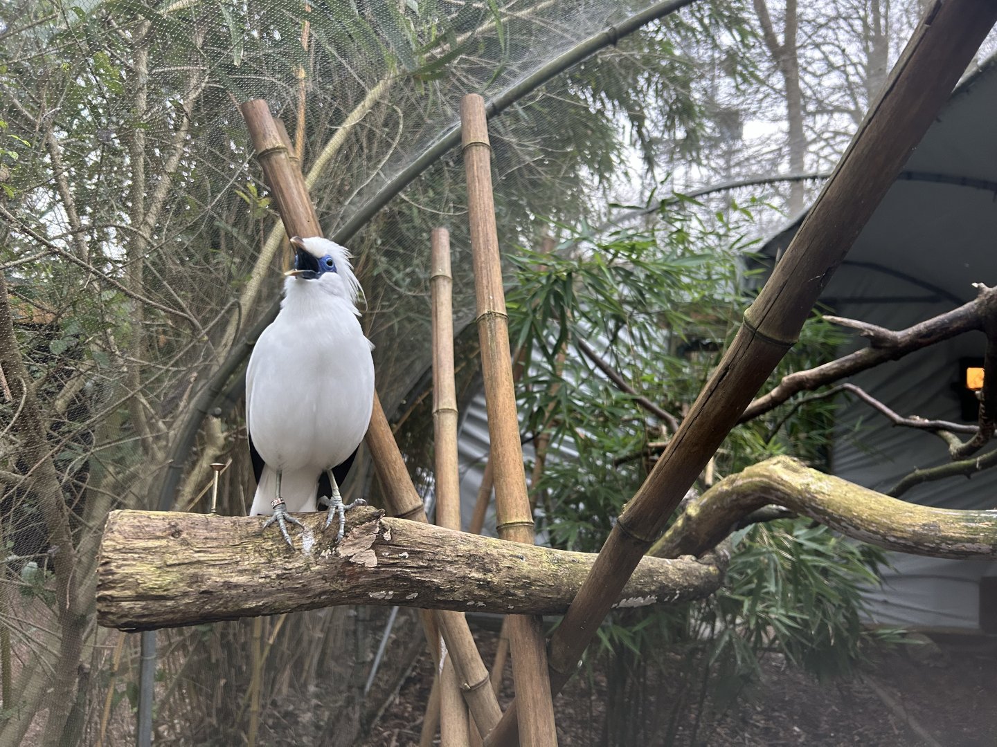Singing Bali Myna (Leucopsar rothschildi)