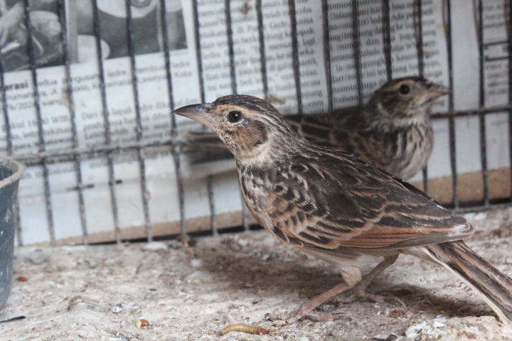 Singing bush lark (Mirafra javanica javanica)