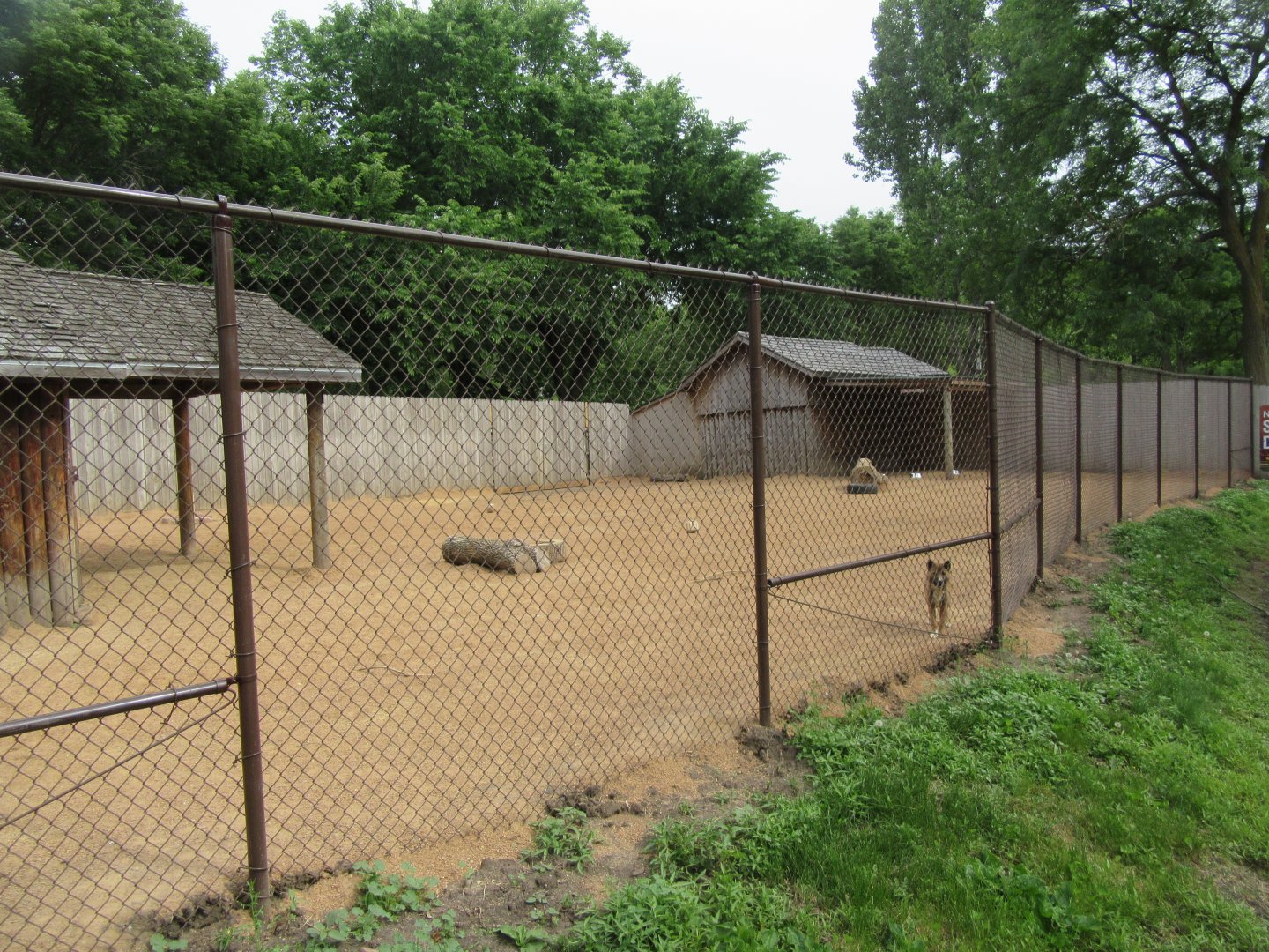 Singing Dog Exhibit (Updated)