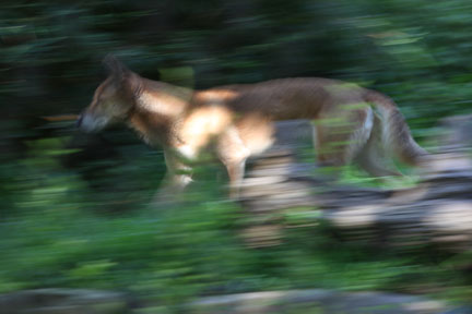 singing dog on the move