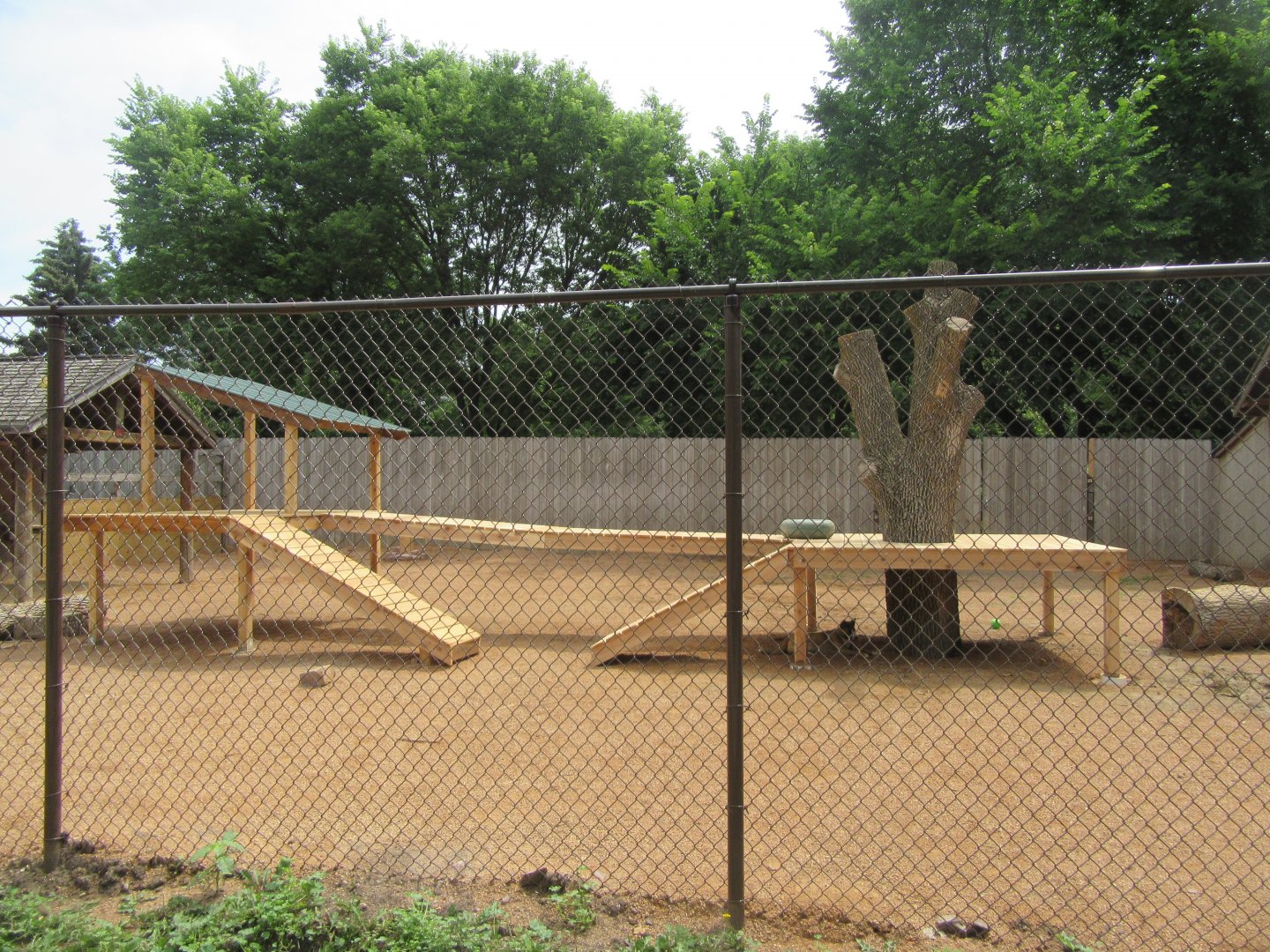 Singing Dogs Exhibit (Updated)