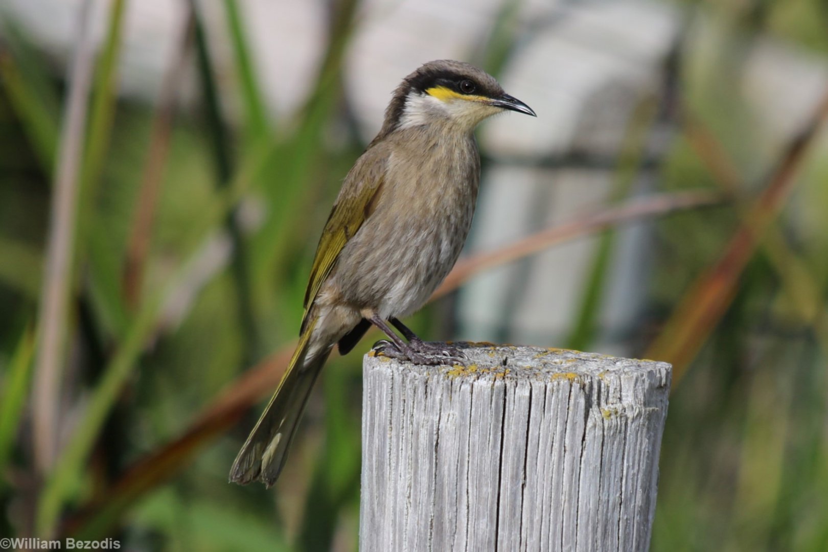 Singing Honeyeater Endemic Subspecies - Rottnest Island