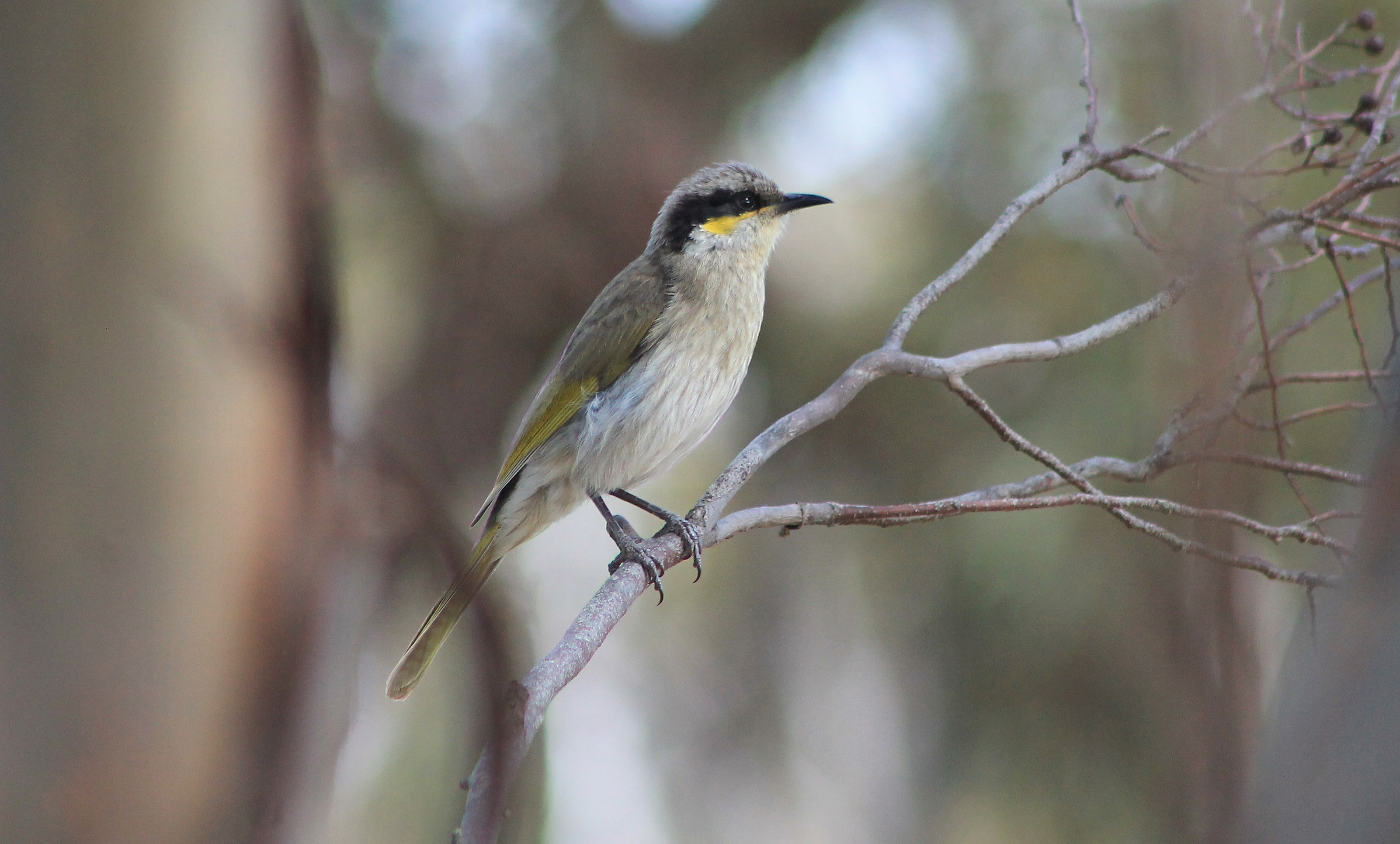 Singing Honeyeater (Gavicalis virescens)