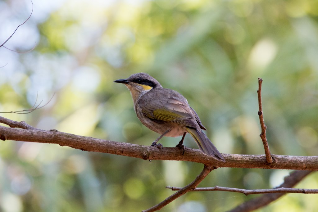 Singing Honeyeater - wild bird