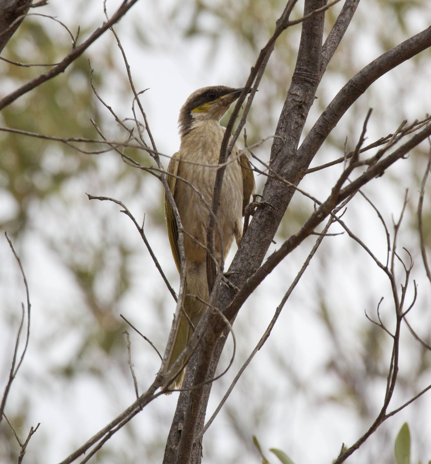 Singing Honeyeater