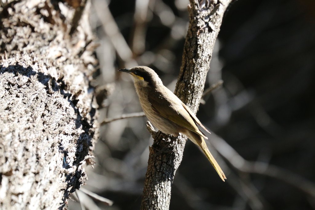 Singing Honeyeater