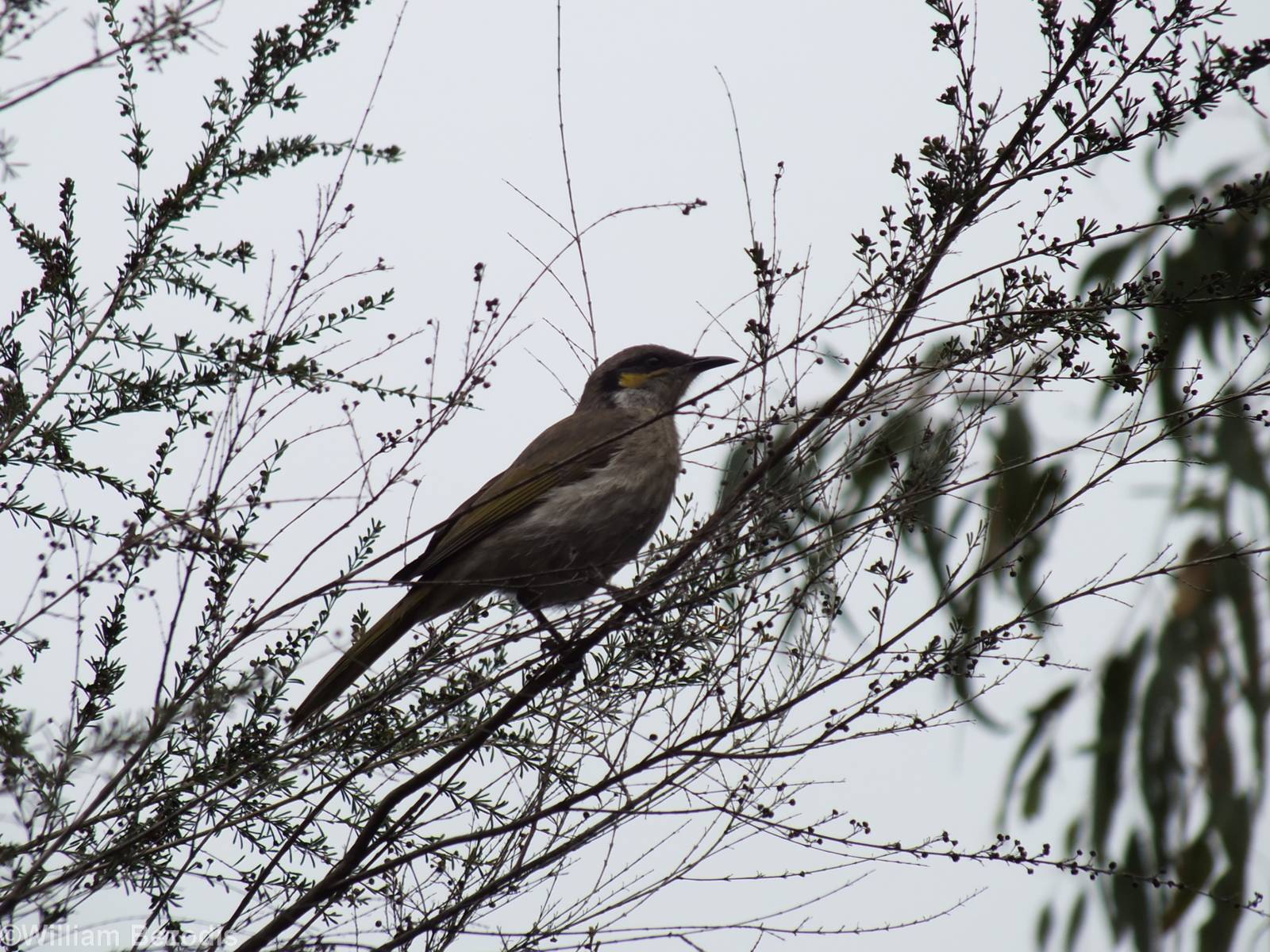 Singing Honeyeater