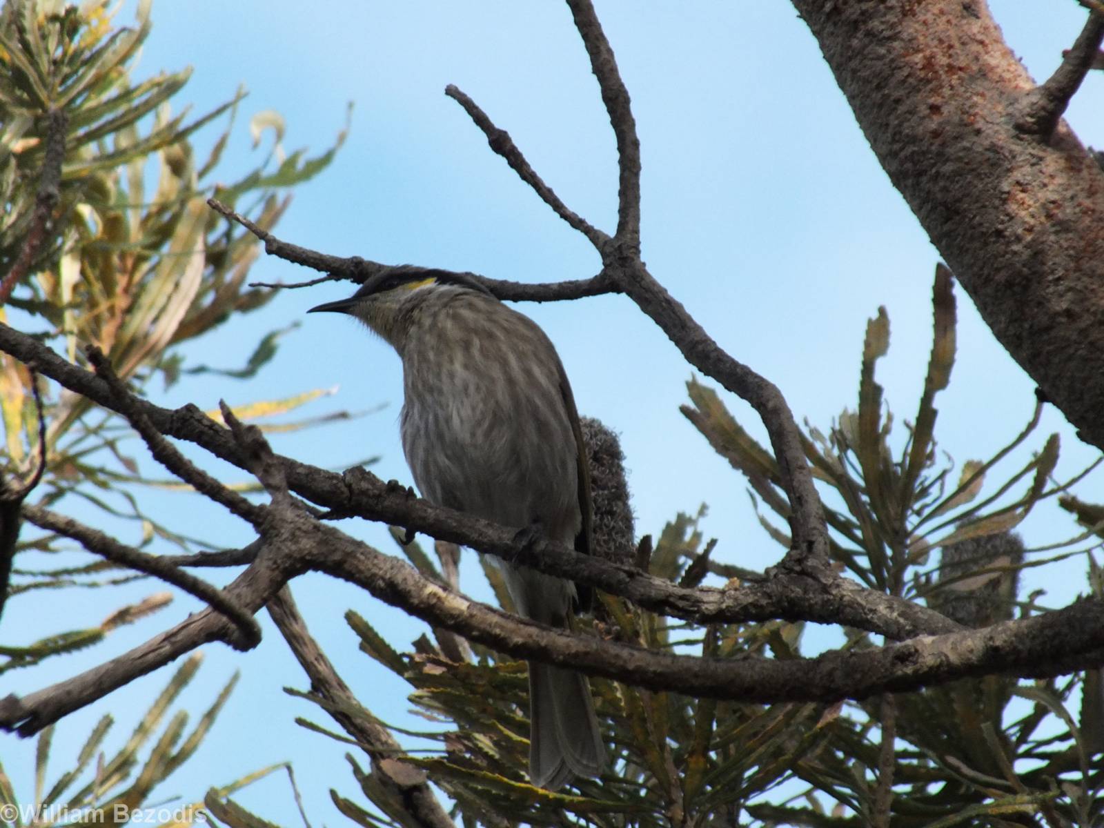 Singing Honeyeater