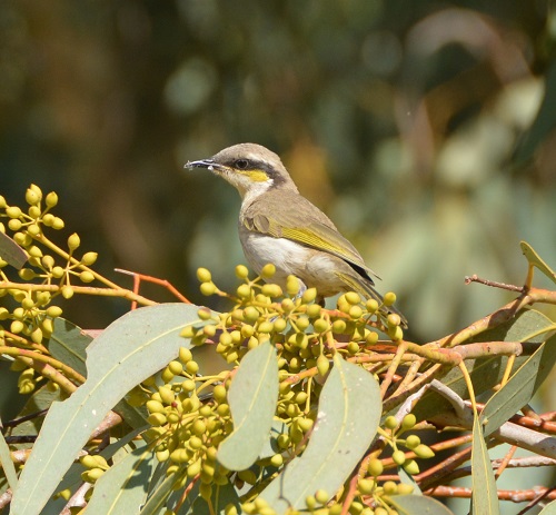 Singing honeyeater.