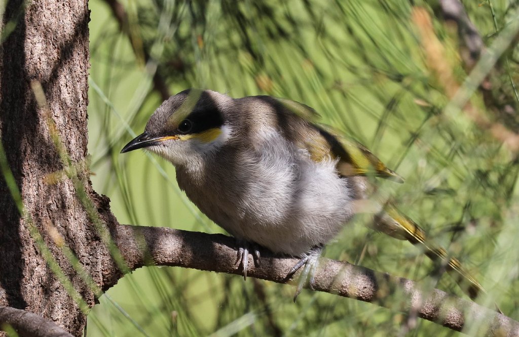 Singing Honeyeater