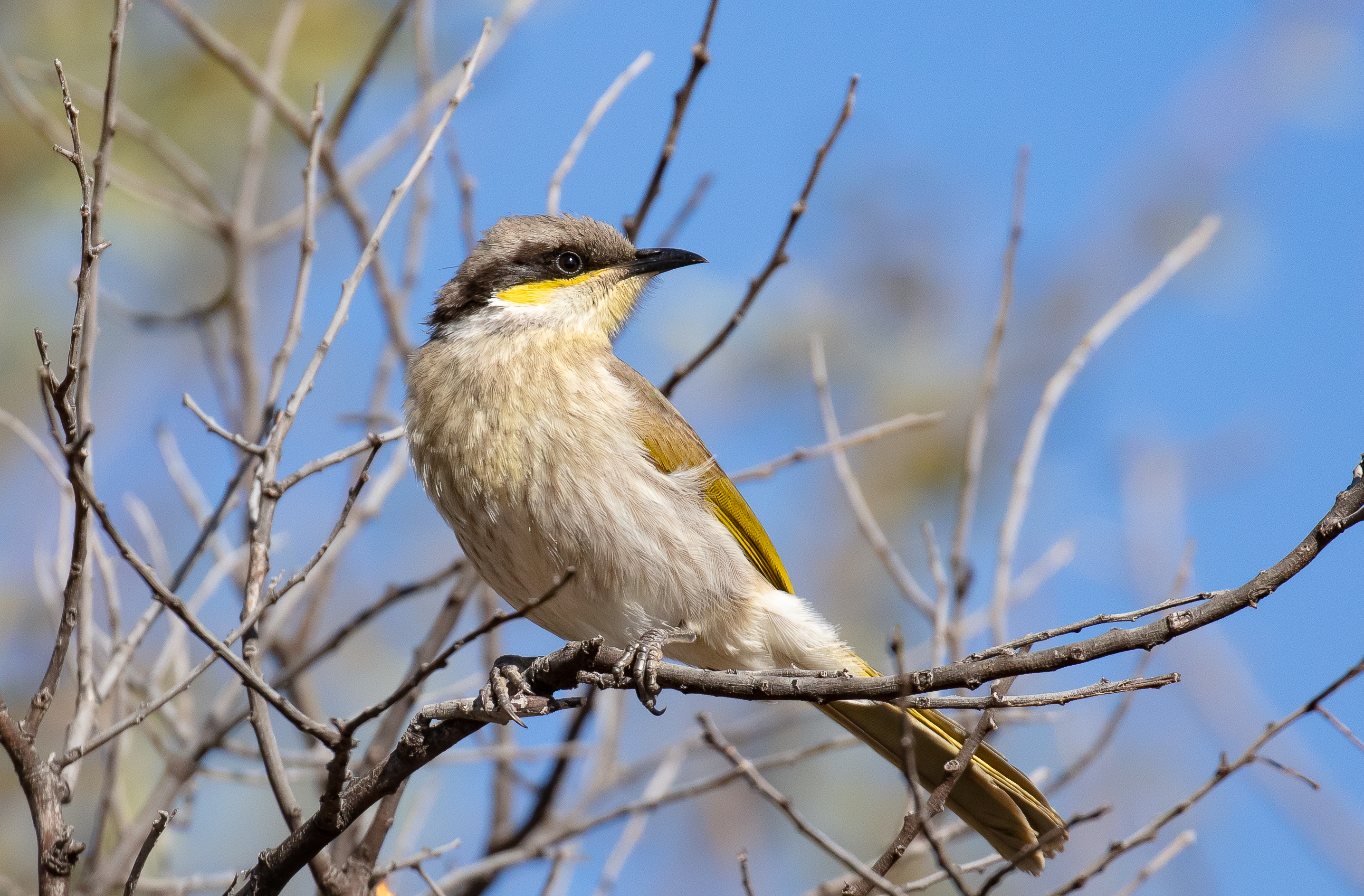 Singing Honeyeater