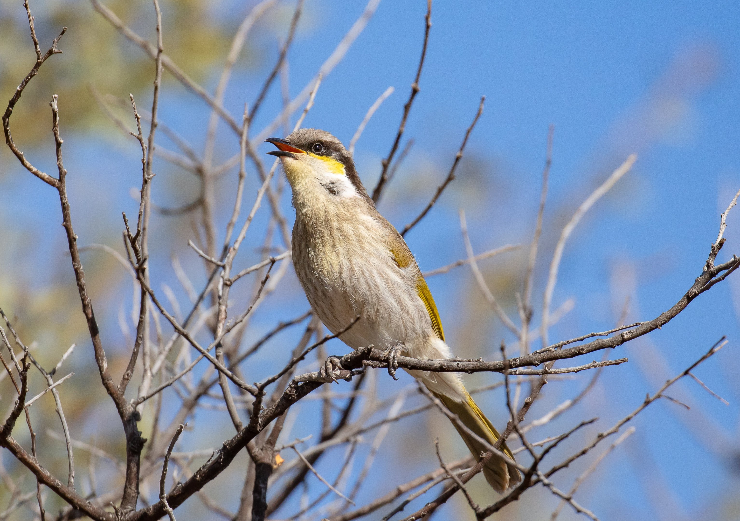 Singing Honeyeater