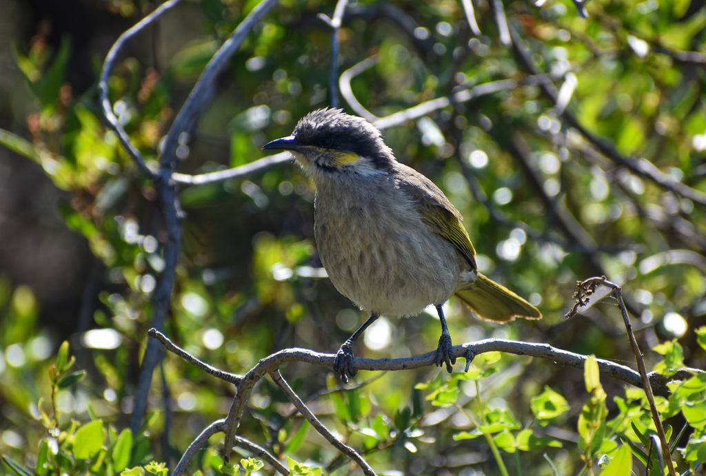 Singing Honeyeater