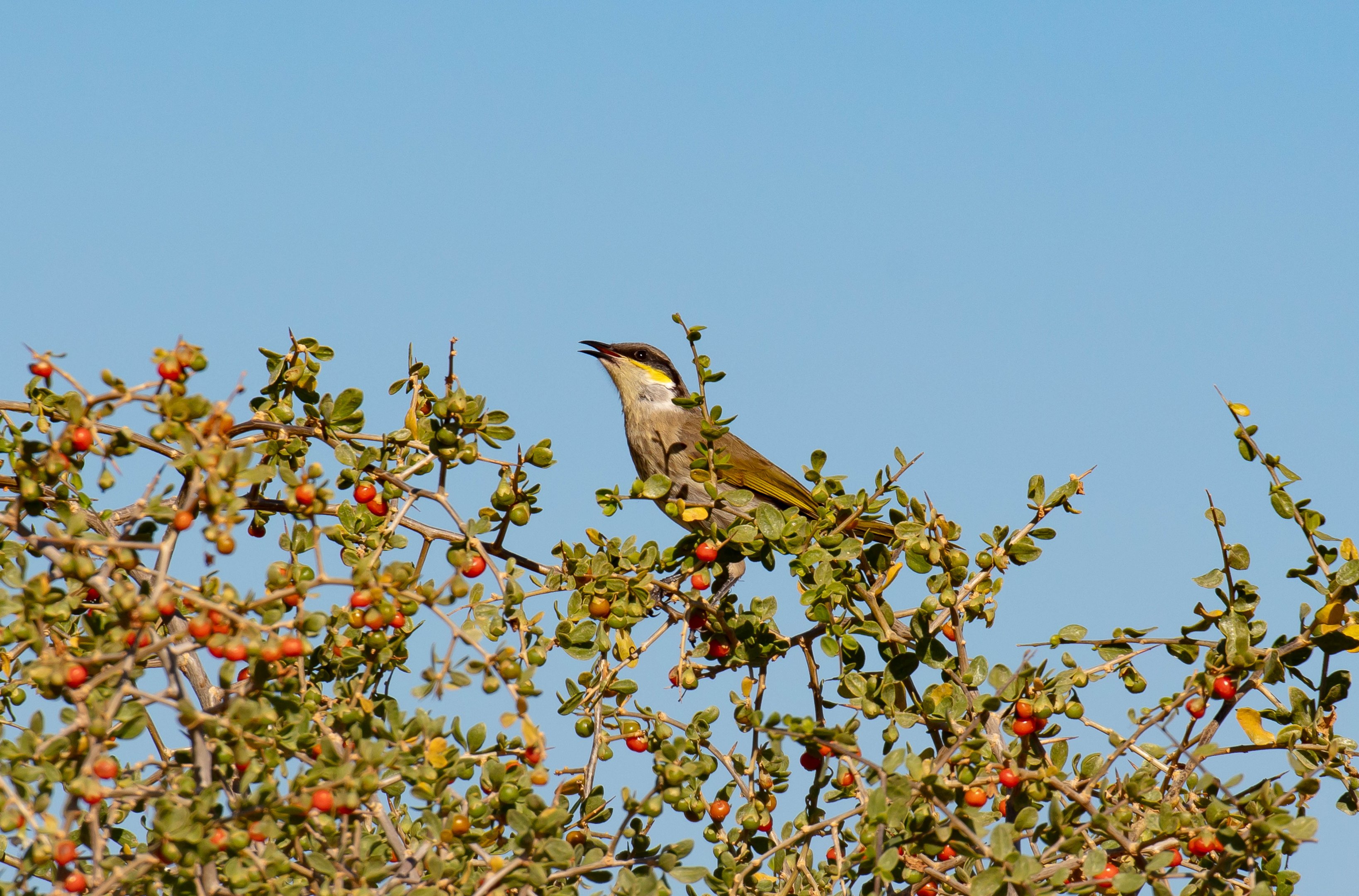 Singing Honeyeater