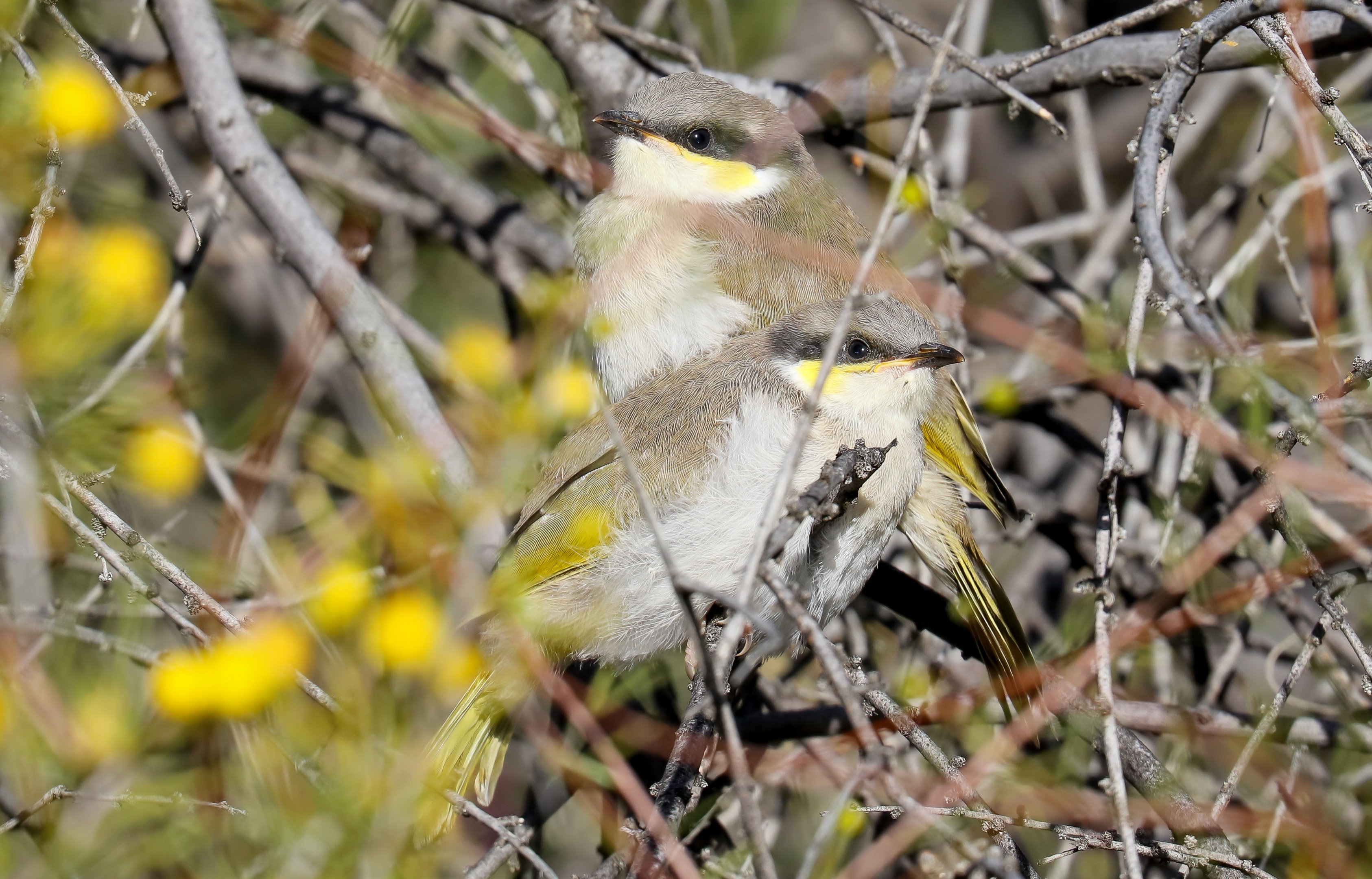 Singing Honeyeaters