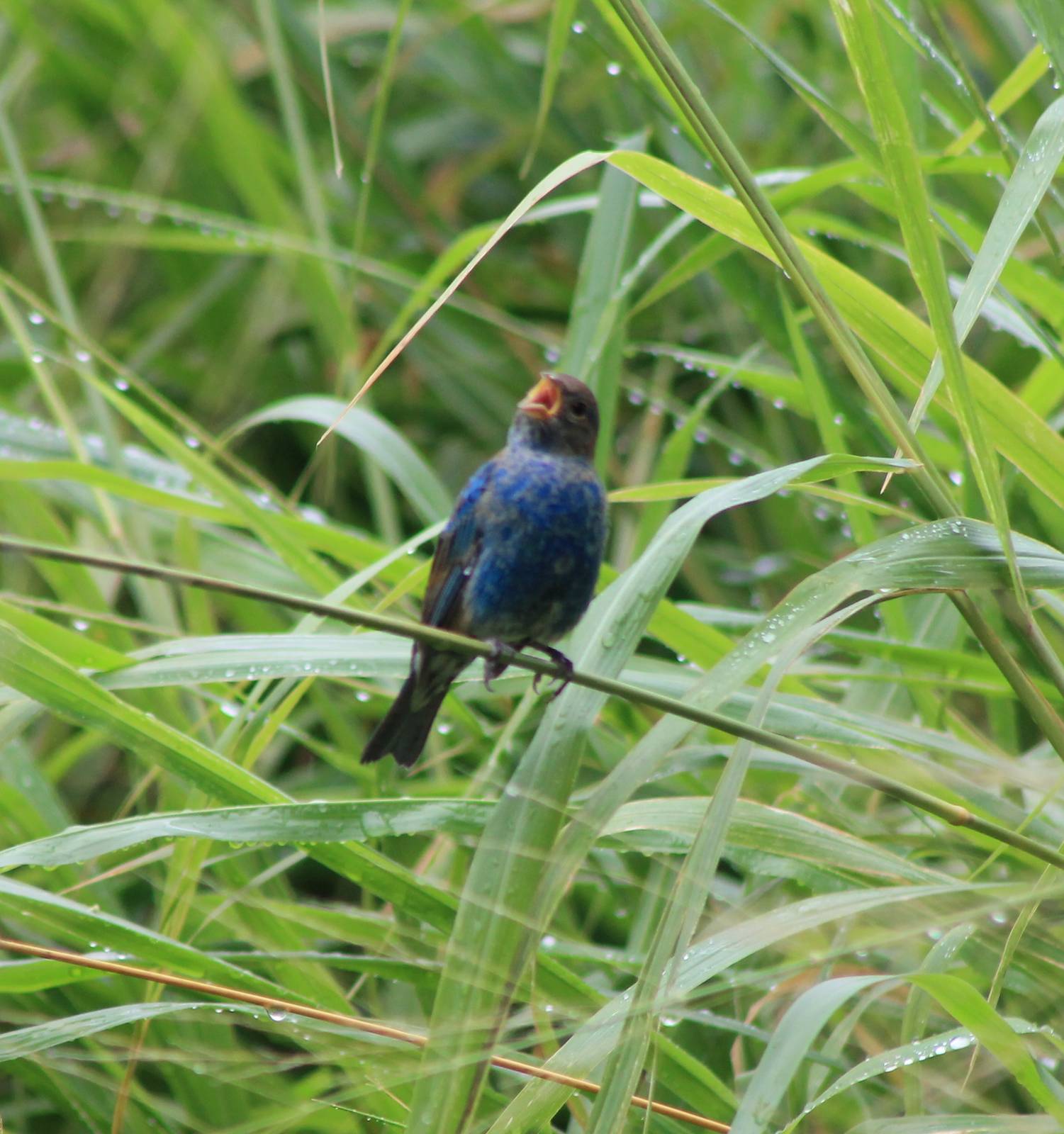 Singing in the rain...