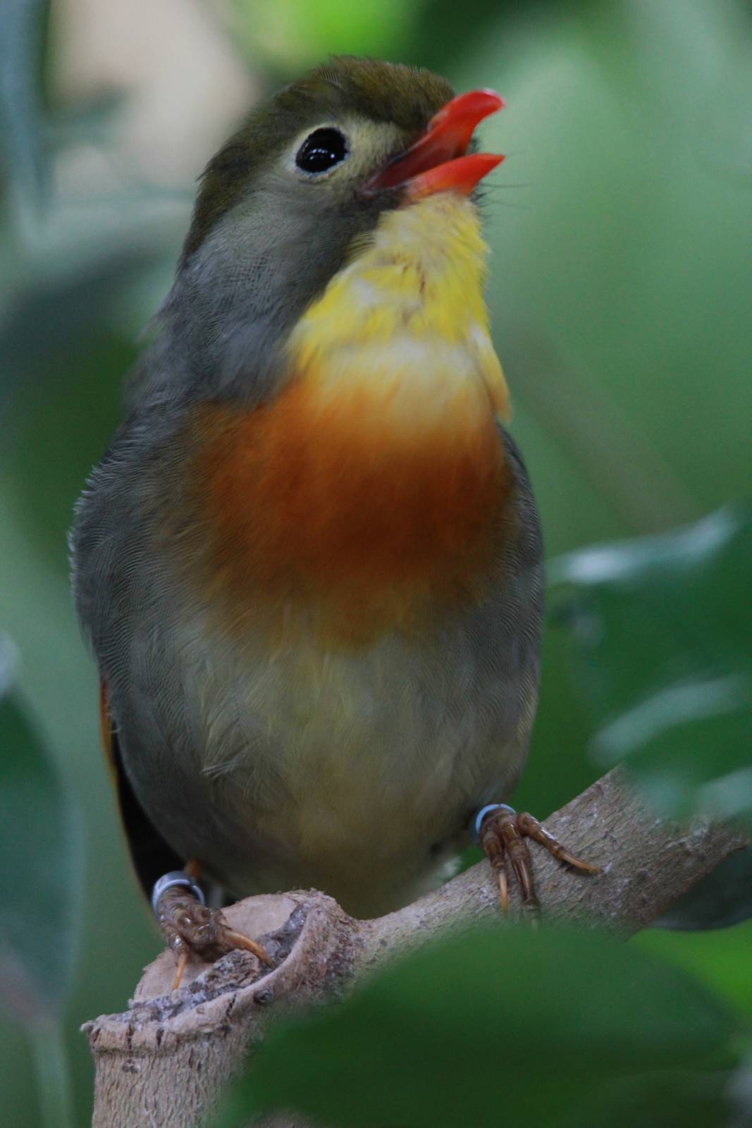Singing Pekin Robin