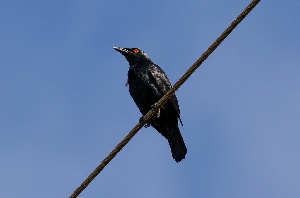 Singing Starling