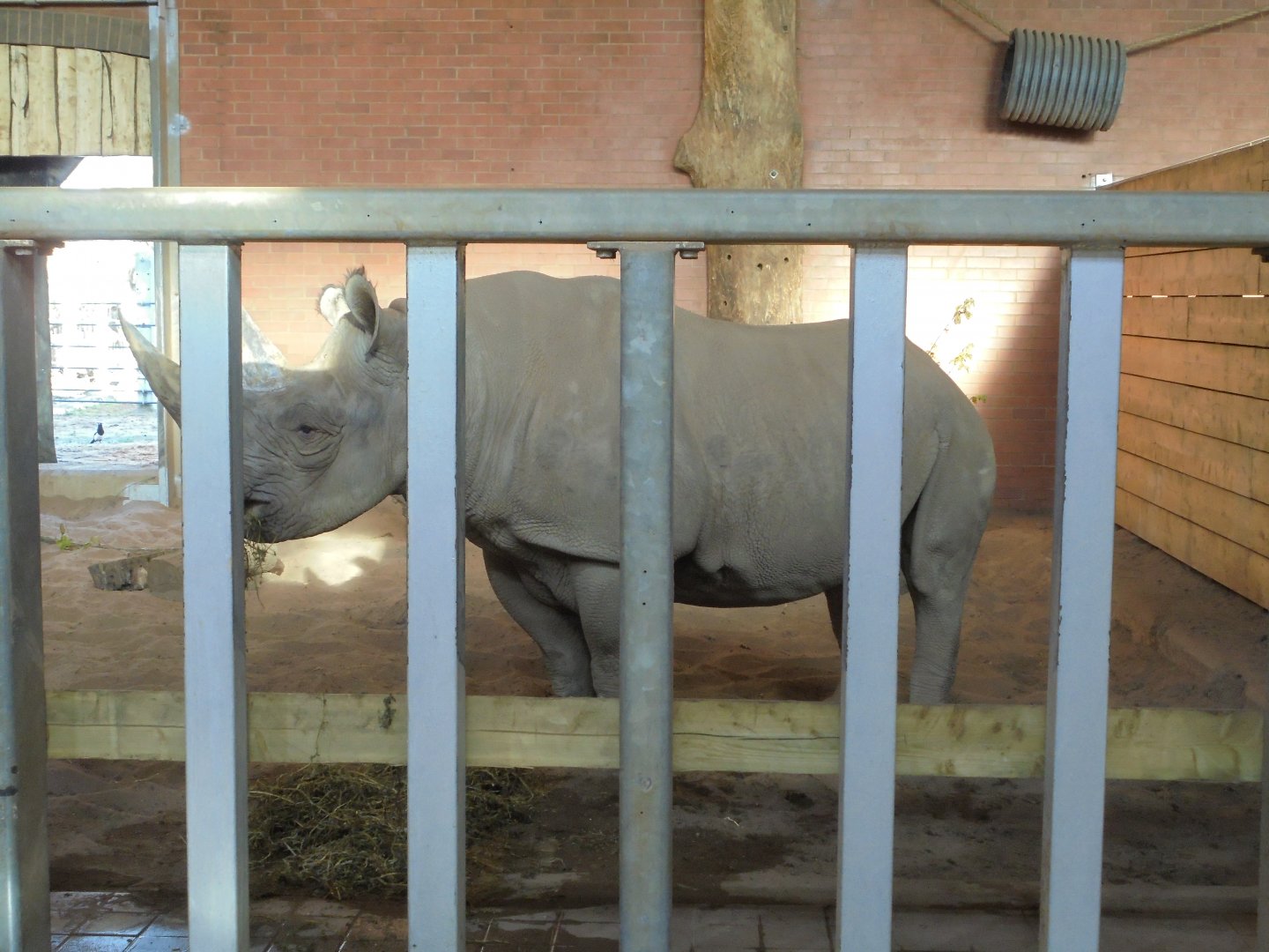 Single Black rhino female.