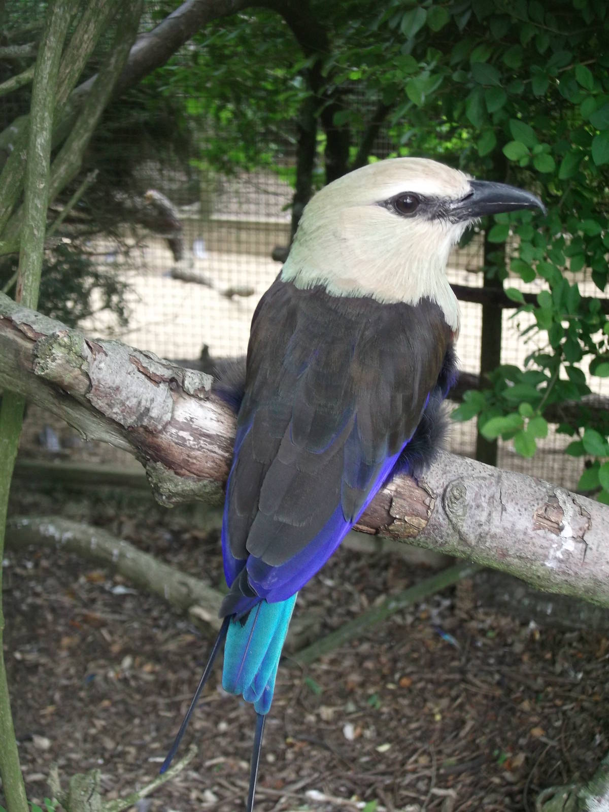 Single Blue Bellied Roller