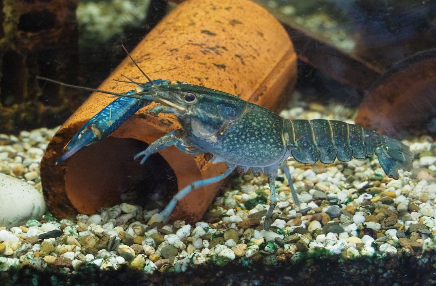 Single-clawed Australian red-clawed crayfish (Cherax quadricarinatus), Feb 16th, 2019