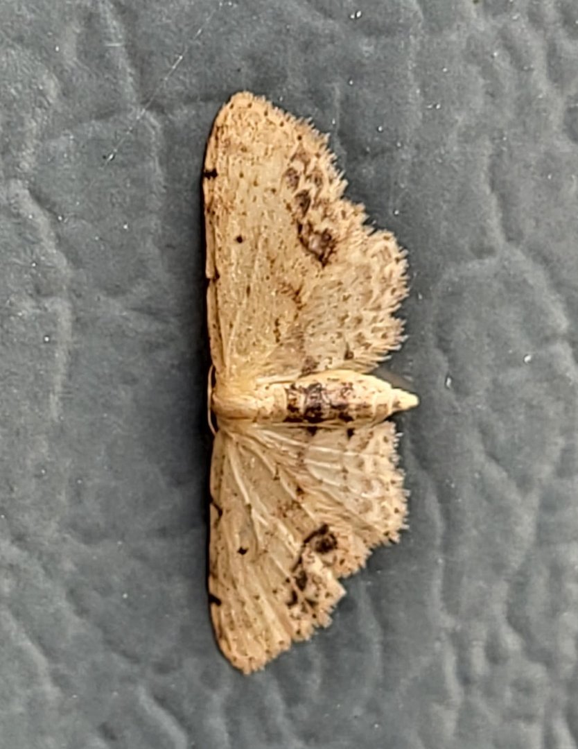 Single-dotted wave - Idaea dimidata