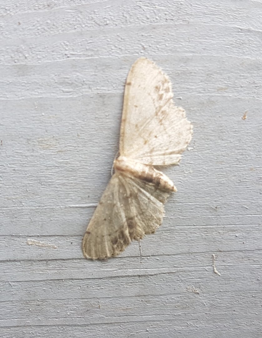 Single-dotted wave - Idaea dimidiata