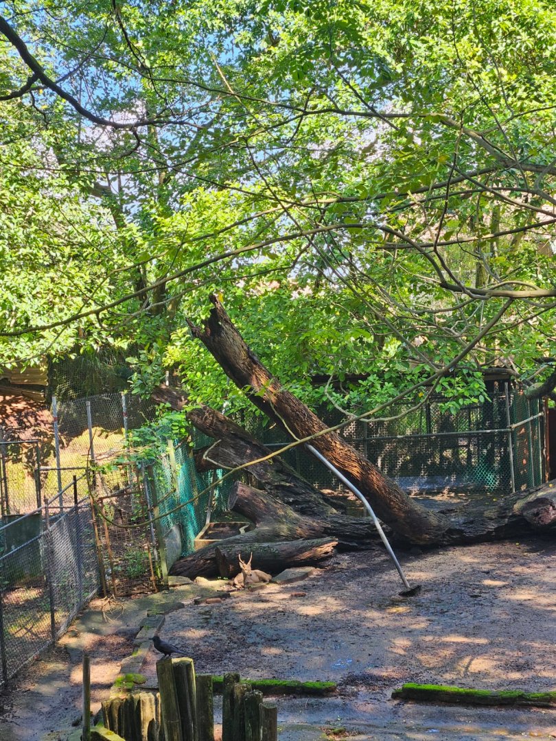 Single Male hog deer