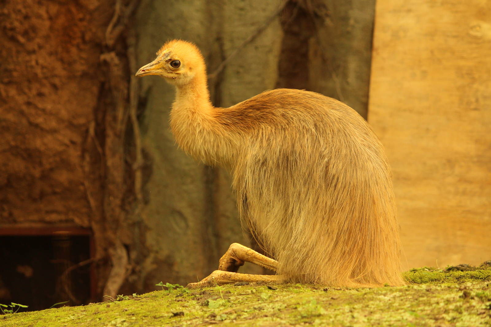 Single-wattled cassowary, April 2014