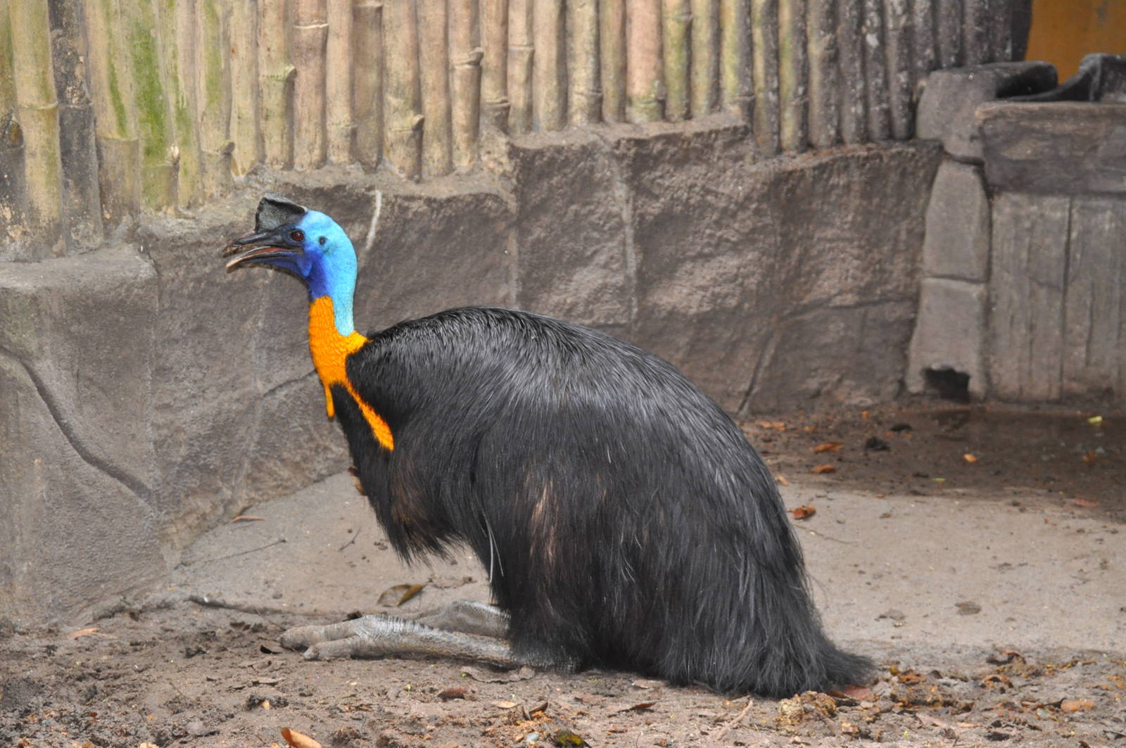 Single-wattled cassowary/ Casuarius unappendiculatus aurantiacus