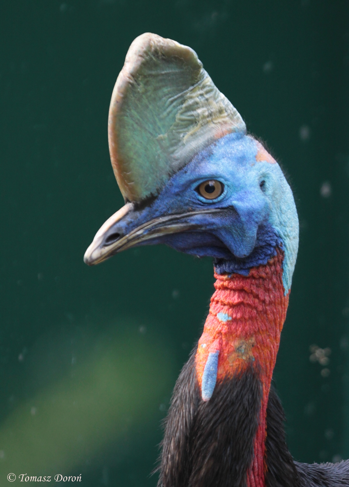 Single-wattled Cassowary (Casuarius unappendiculatus rufotinctus)