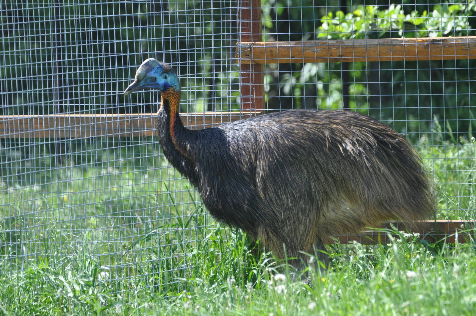 Single-wattled cassowary/ Casuarius unappendiculatus