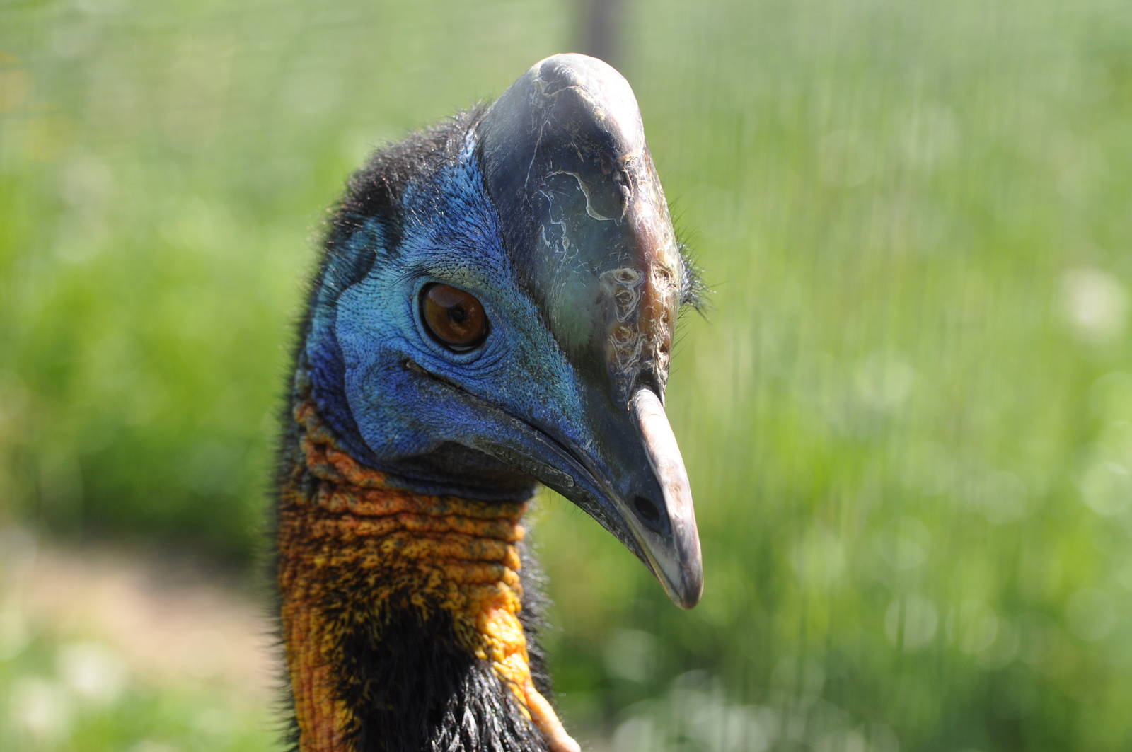 Single-wattled cassowary/ Casuarius unappendiculatus
