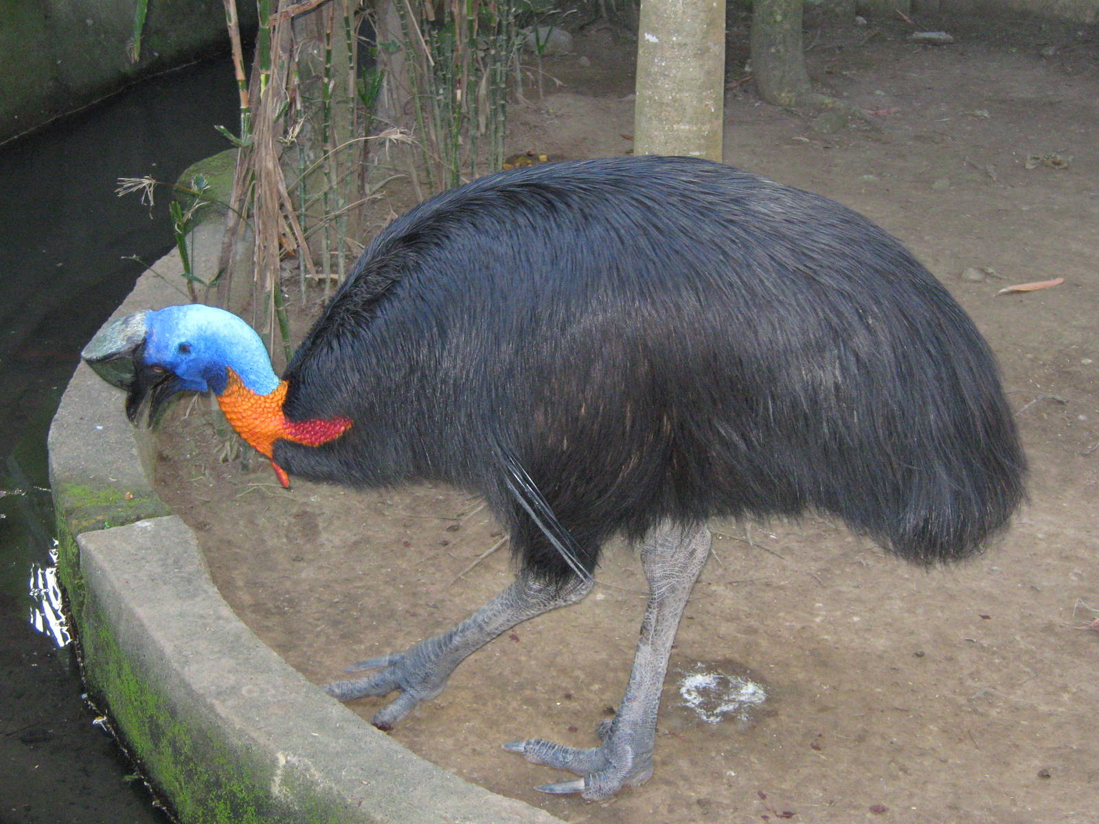 single-wattled cassowary (Casuarius unappendiculatus)