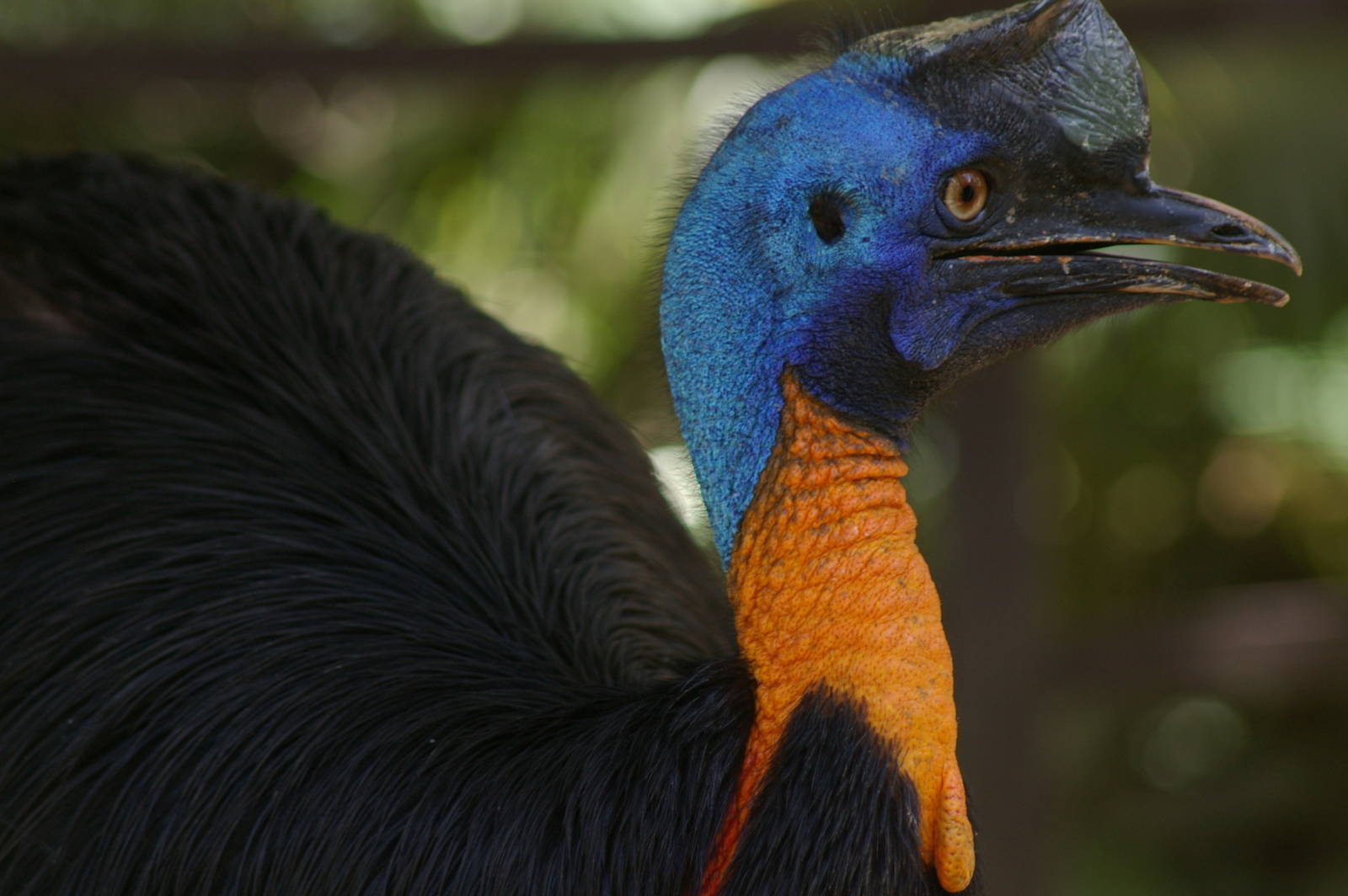single-wattled cassowary (Casuarius unappendiculatus)