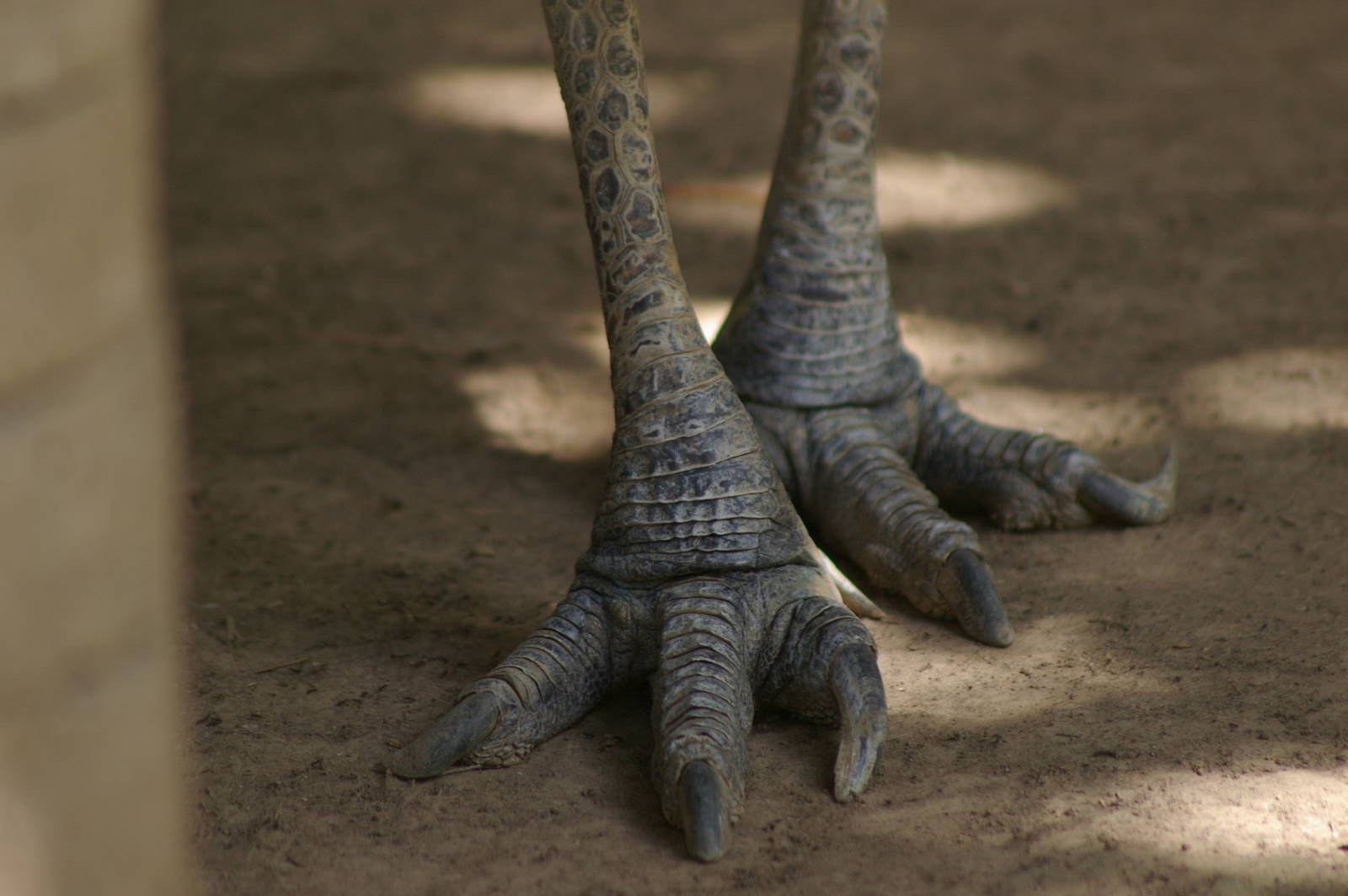 single-wattled cassowary (Casuarius unappendiculatus)