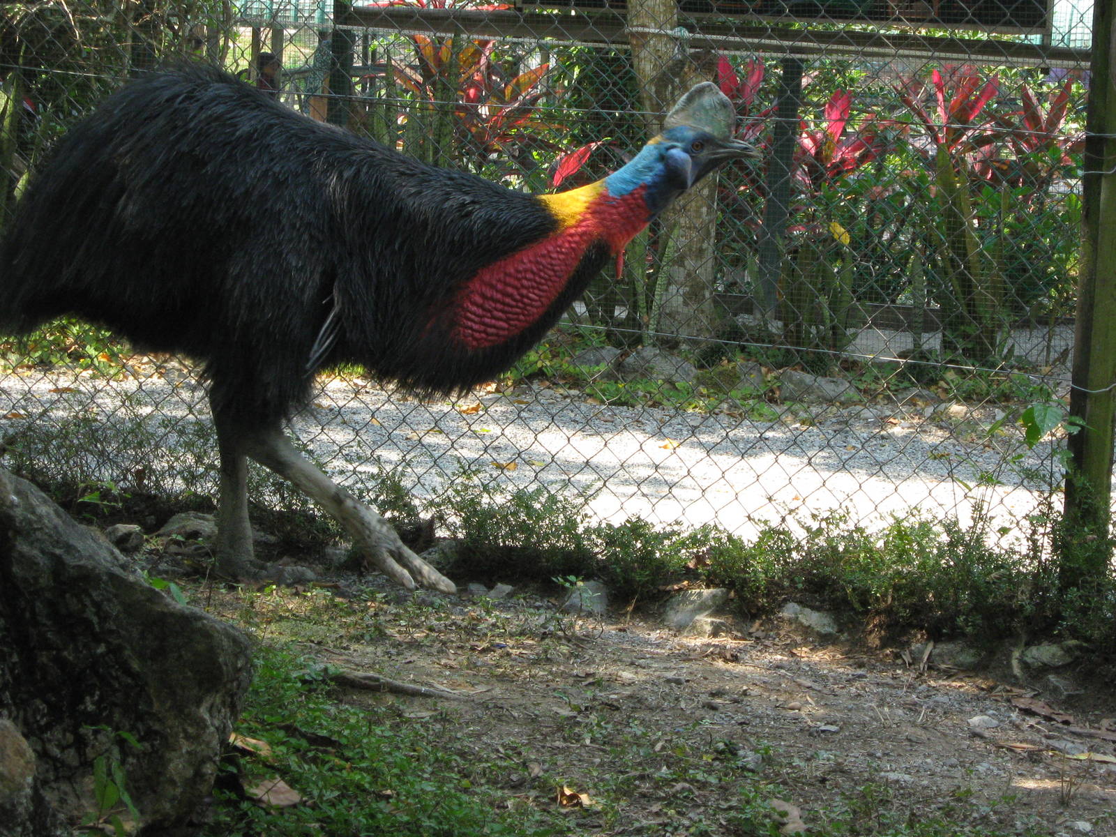 single-wattled cassowary (Casuarius unappendiculatus)