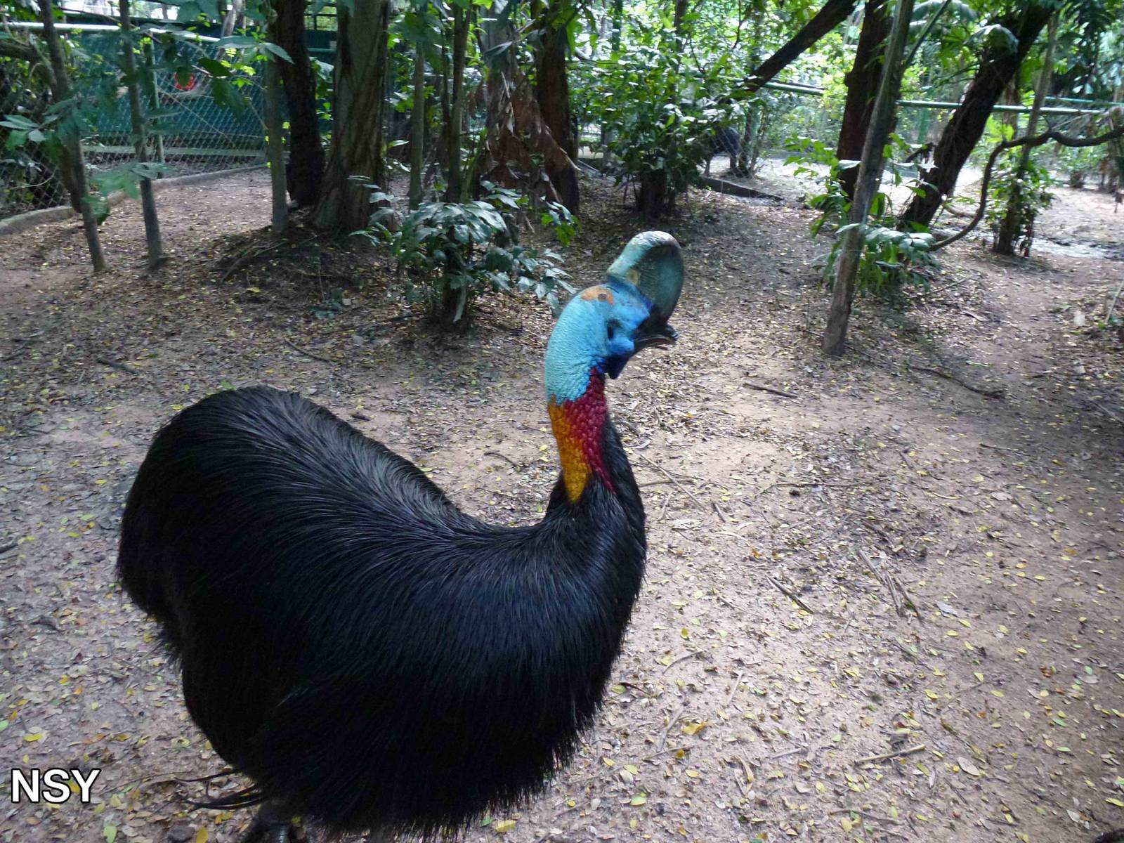 Single-wattled cassowary enclosure, June 2013.