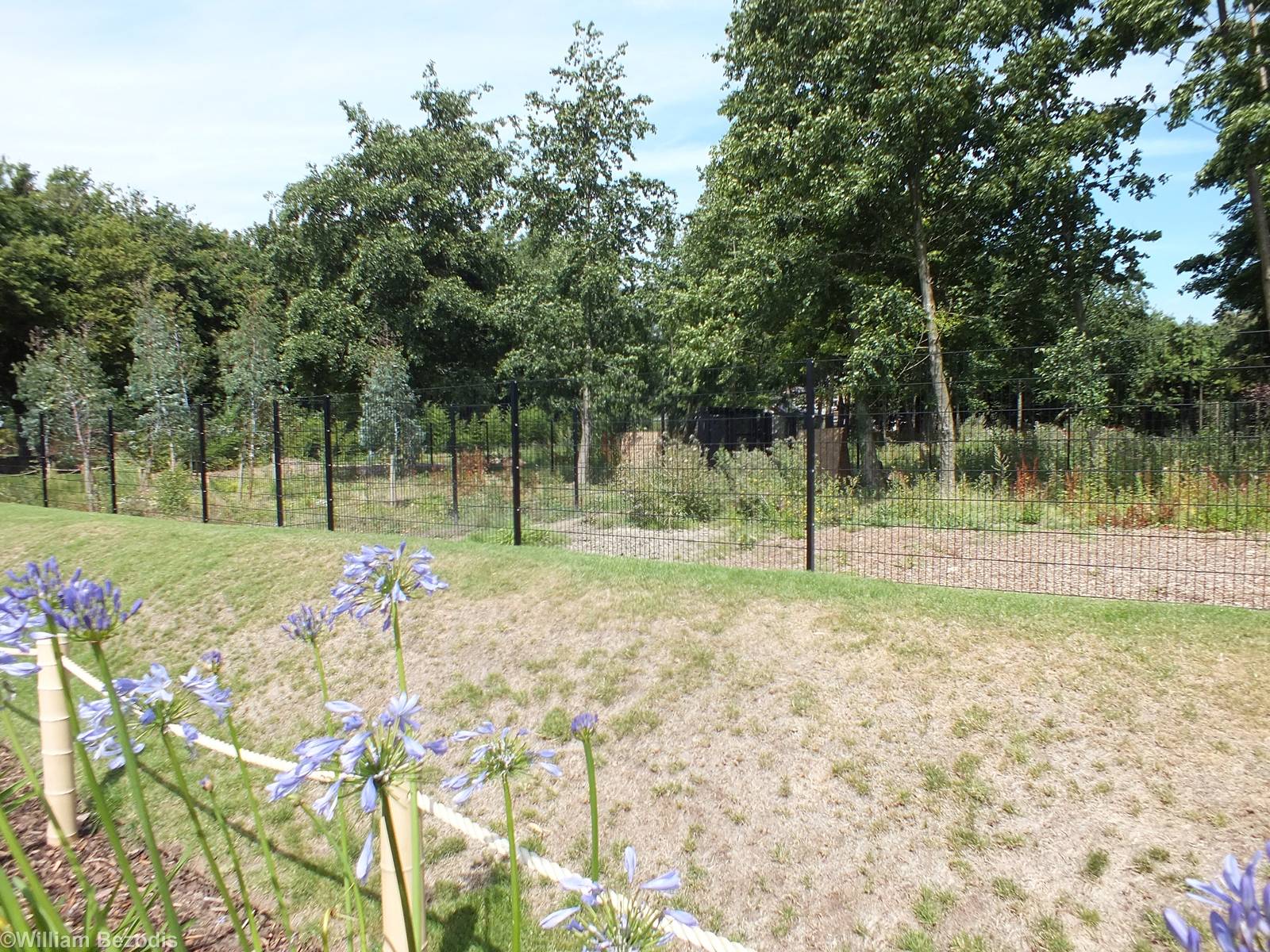 Single-wattled Cassowary Enclosures