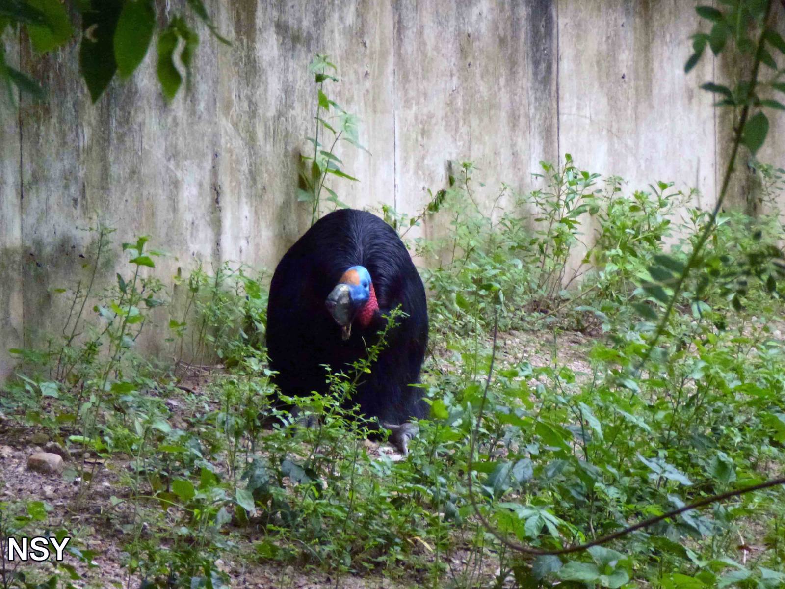 Single-wattled cassowary, June 2013.