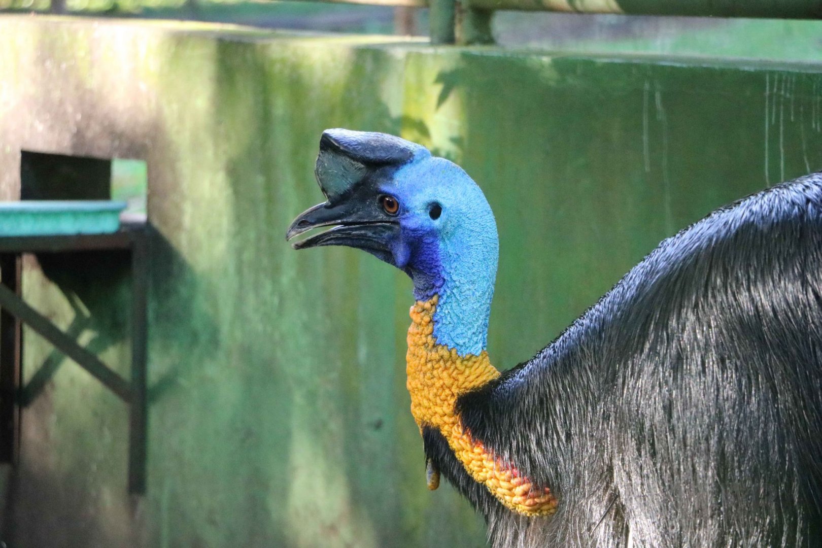 Single-wattled cassowary, June 2016