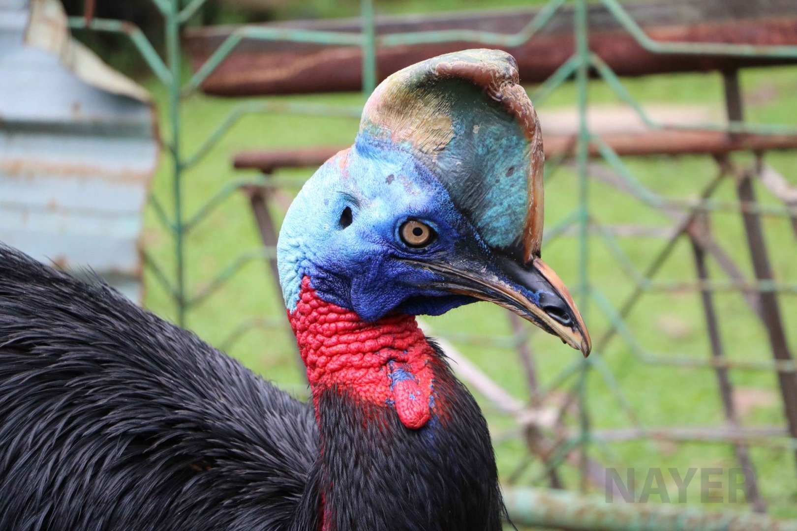 Single-wattled cassowary, June 2016