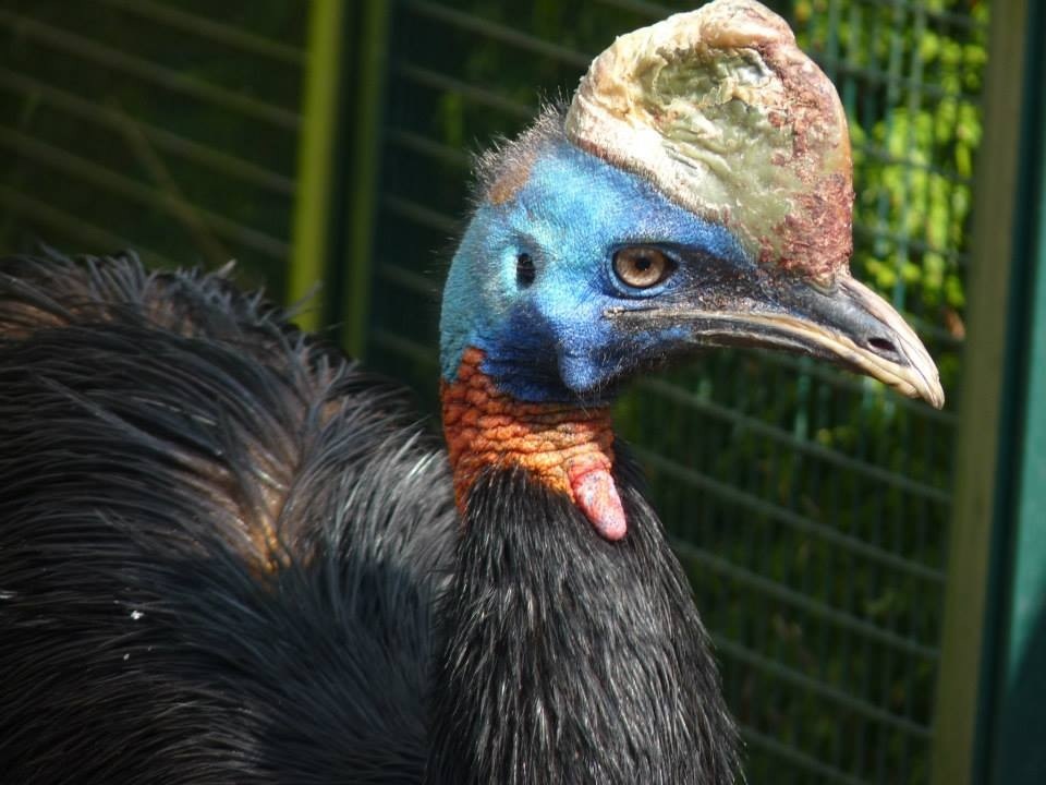 Single wattled cassowary